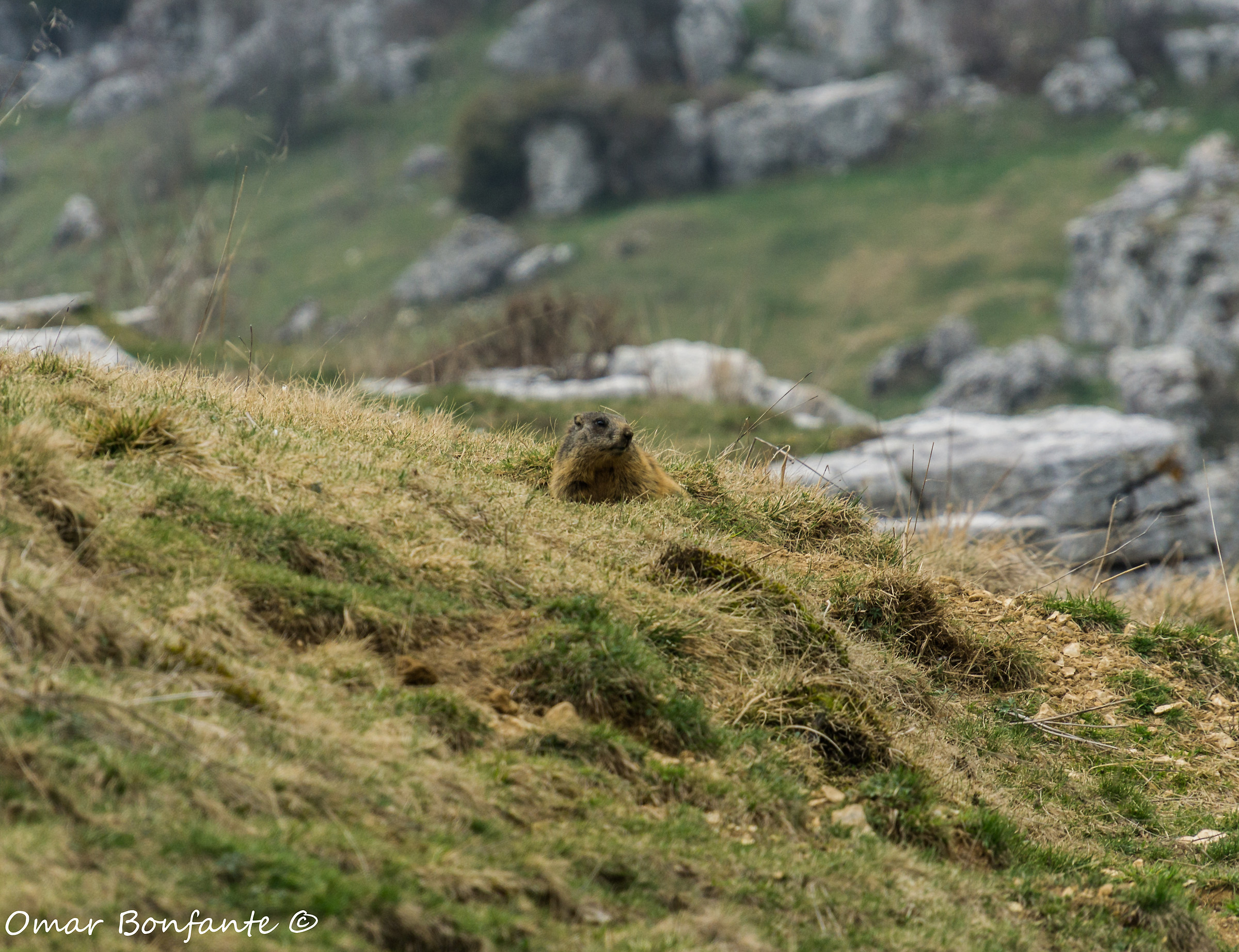 Piacevoli incontri in montagna