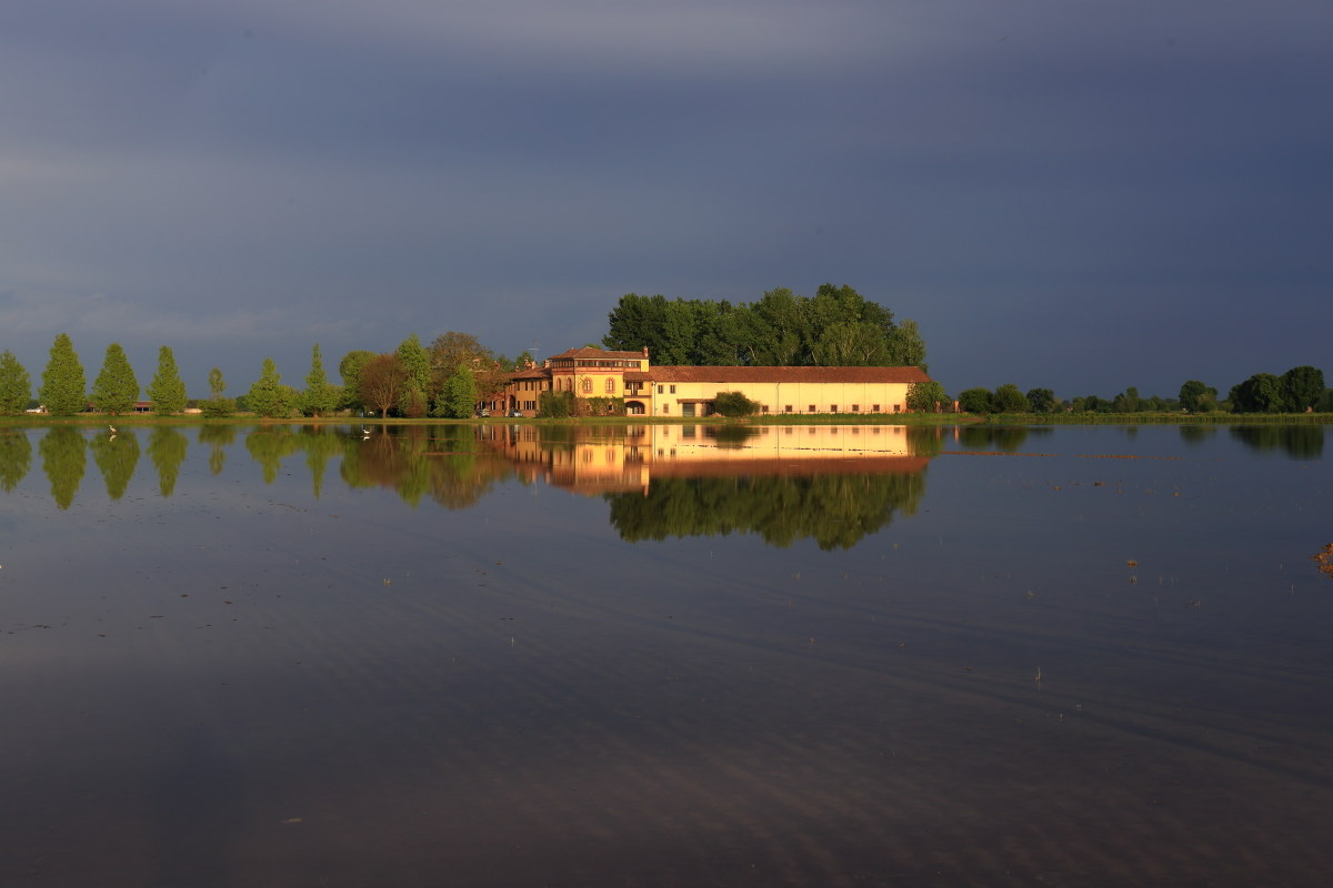 light of sunset on paddy