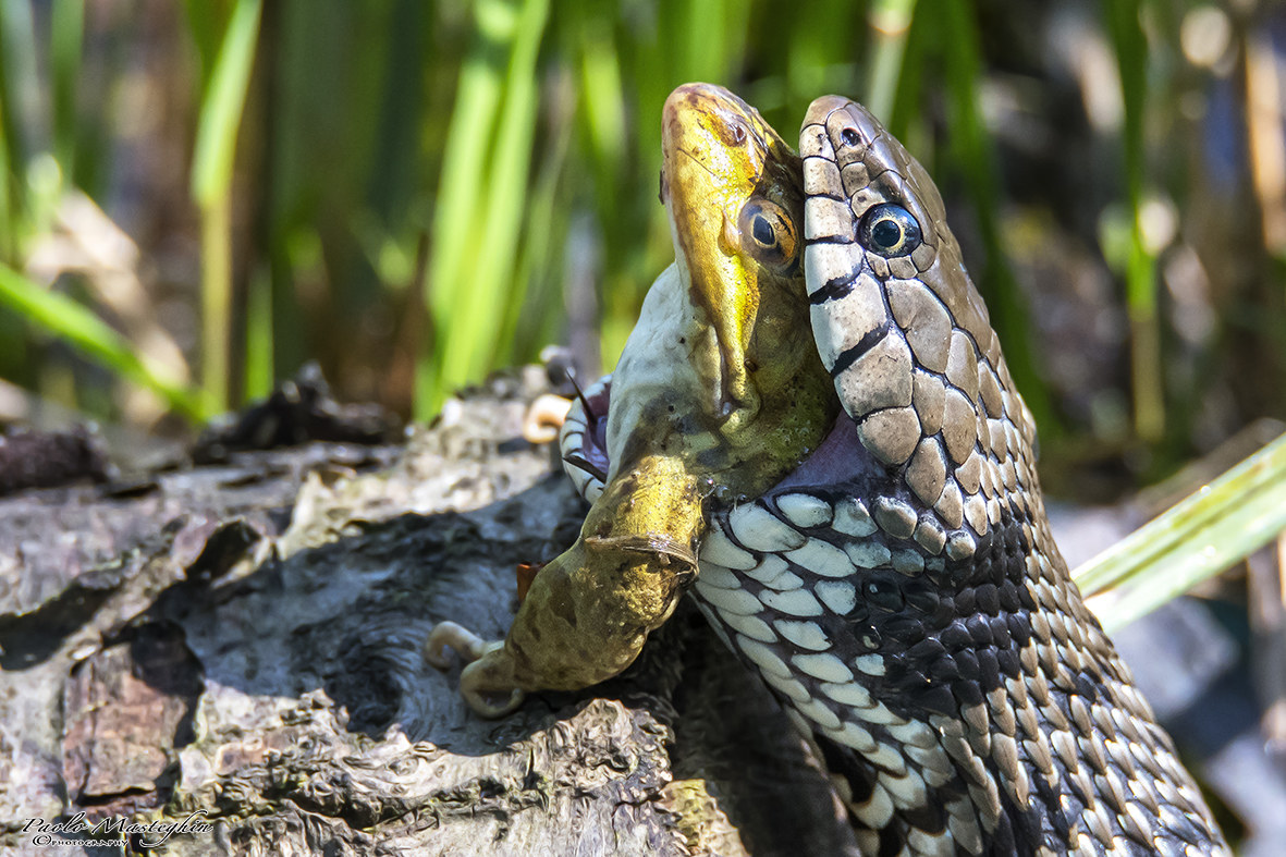 the frog and the snake but no happy ending ...