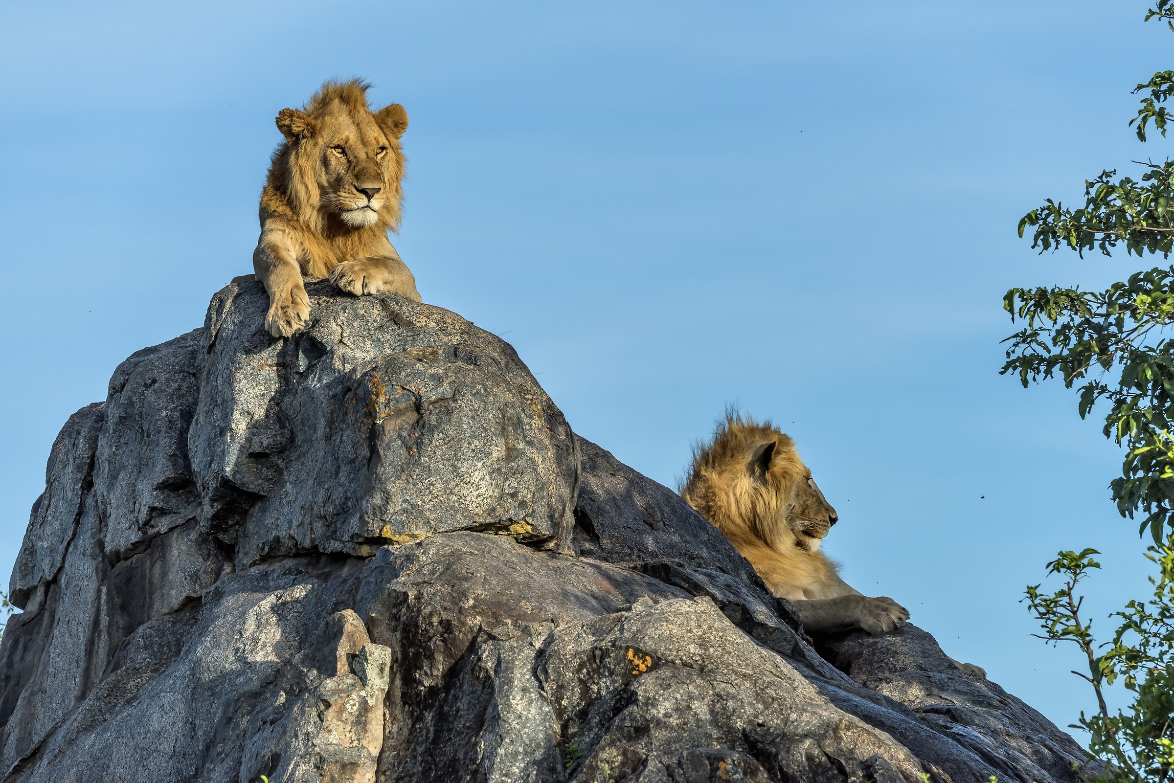 Tanzania 2017 - Sul Kopje