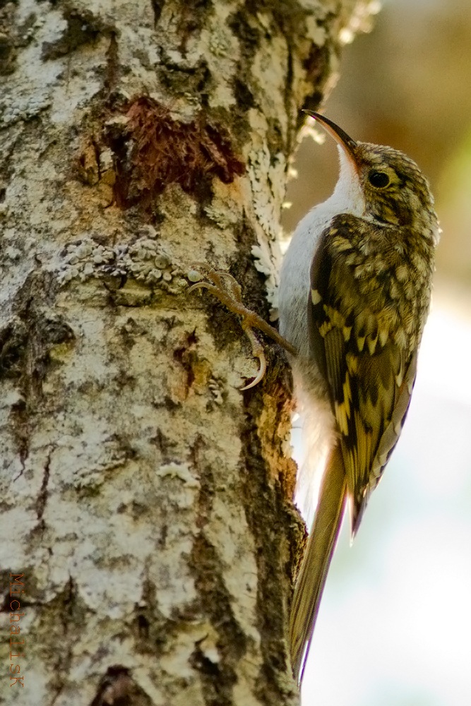 Certhia familiaris (Treecreeper) climbing on a trunk