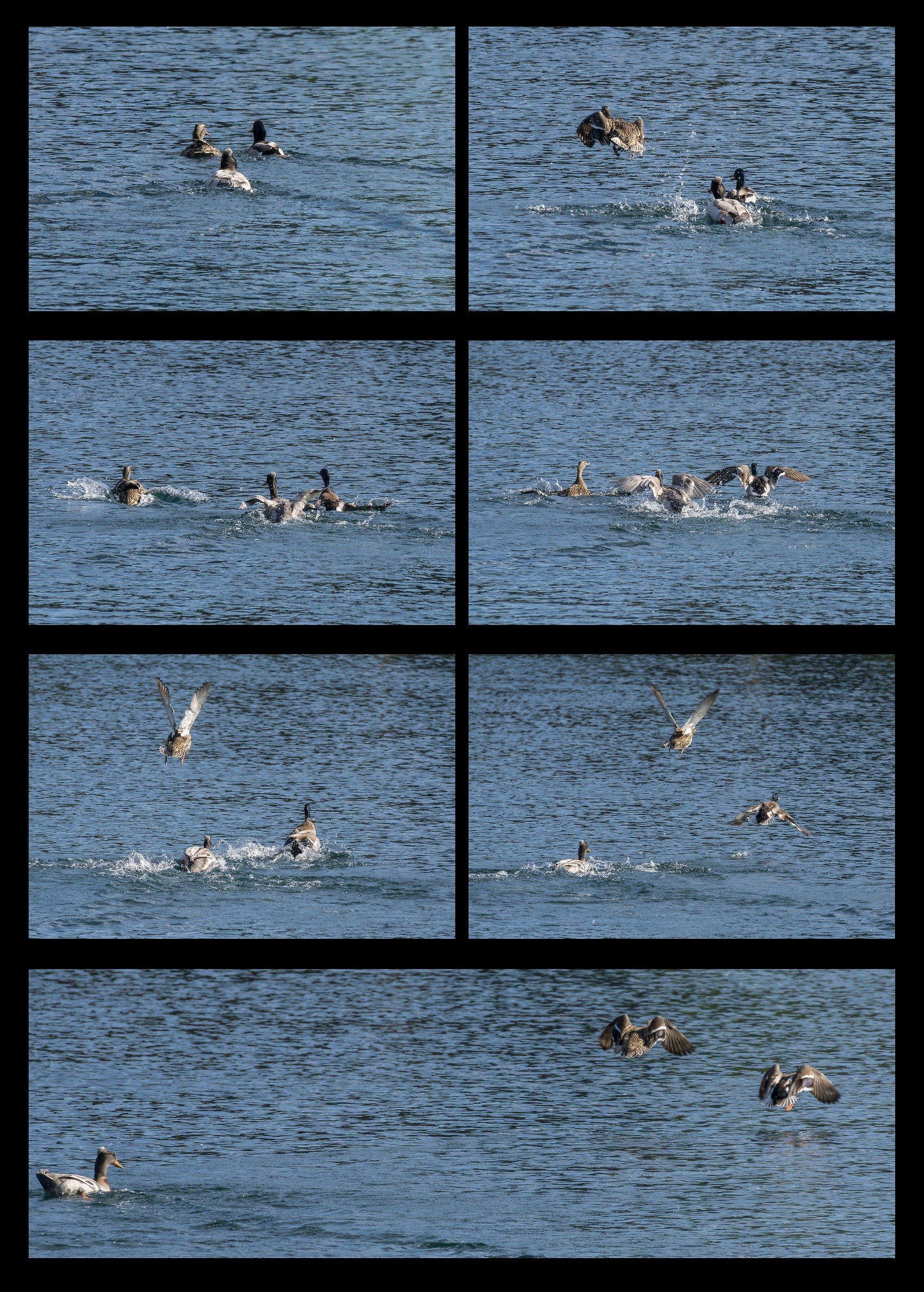 ciuffata Duck that bothers a couple Germani