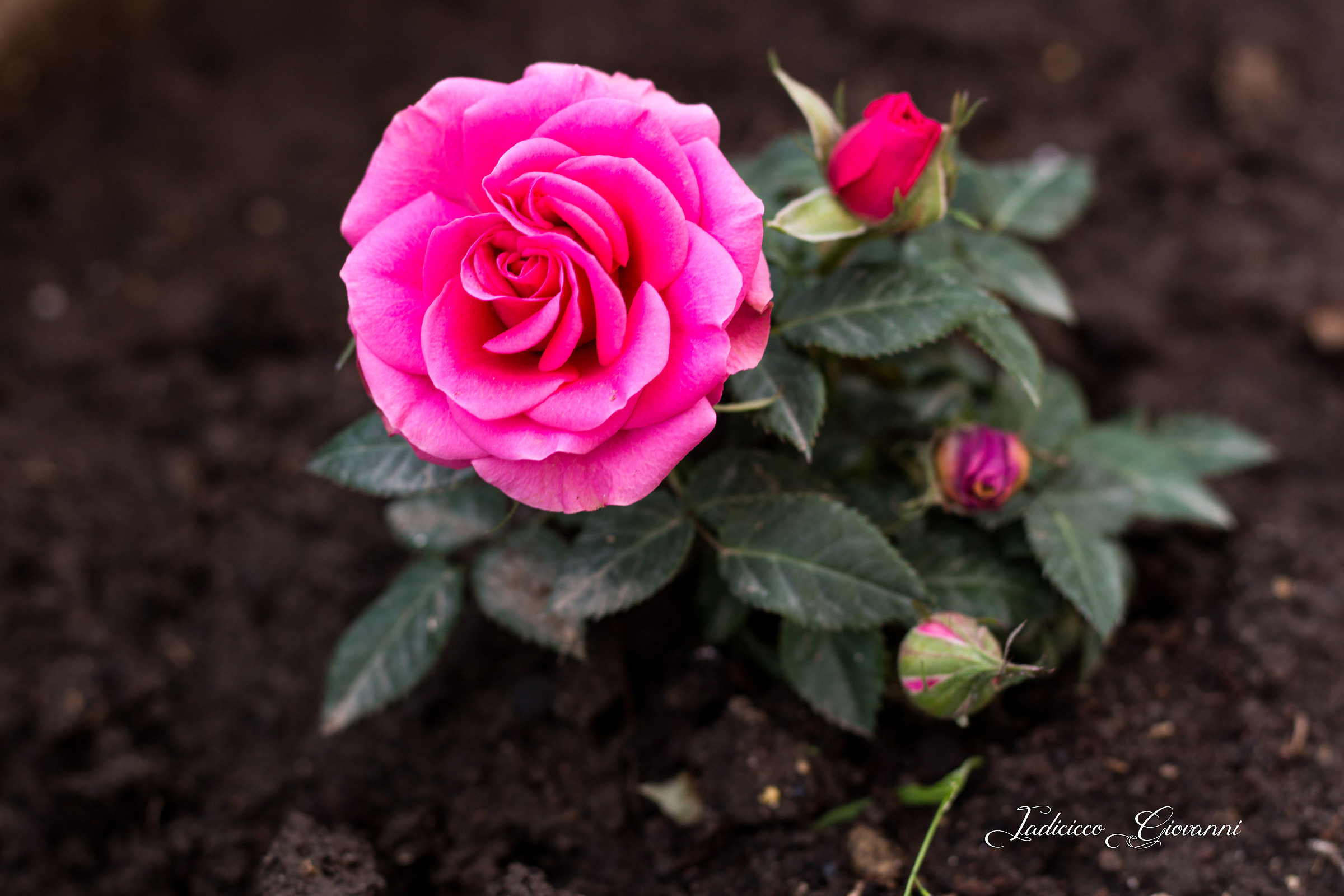 The beauty is hidden in small things ..