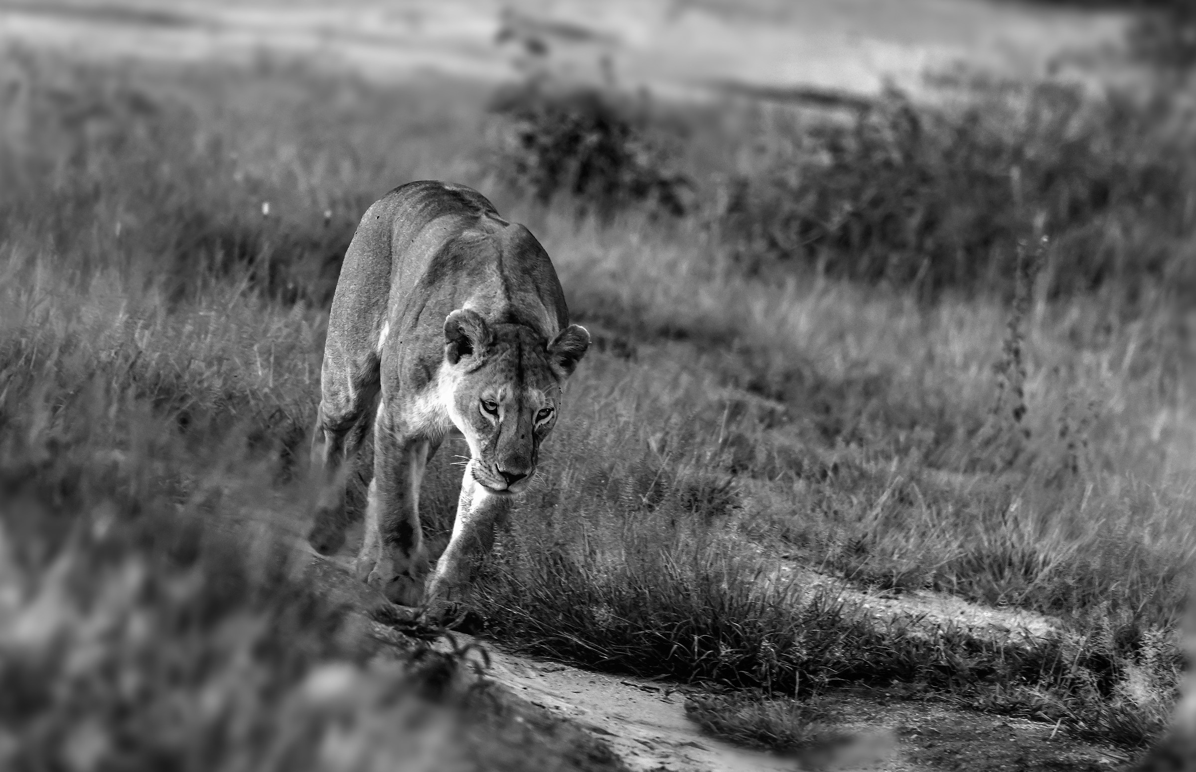 Tanzania 2017 - Solitaria