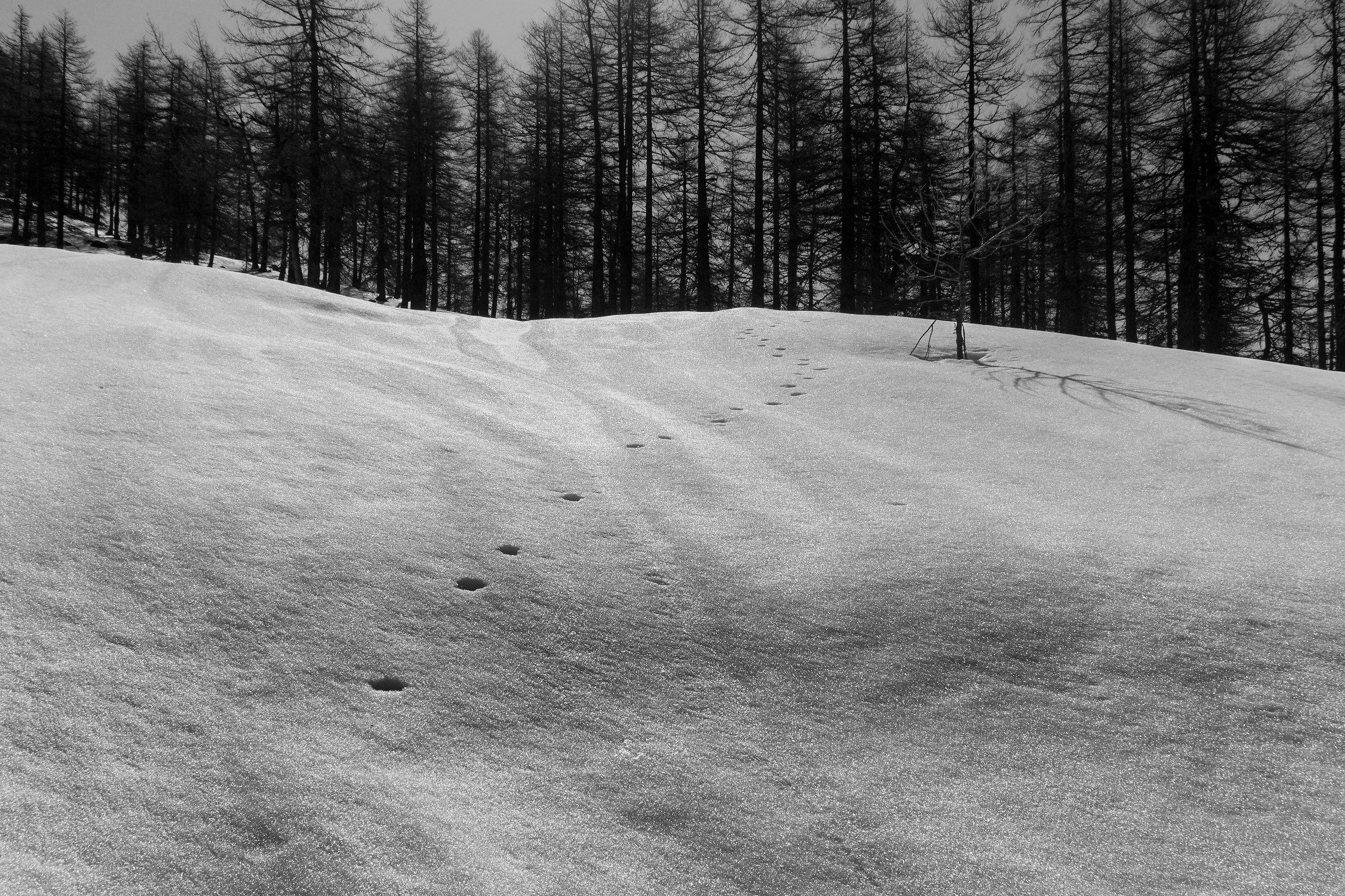 Footprints on the March Snow