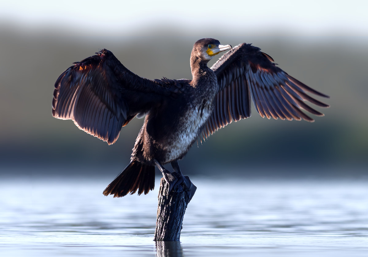Cormorano