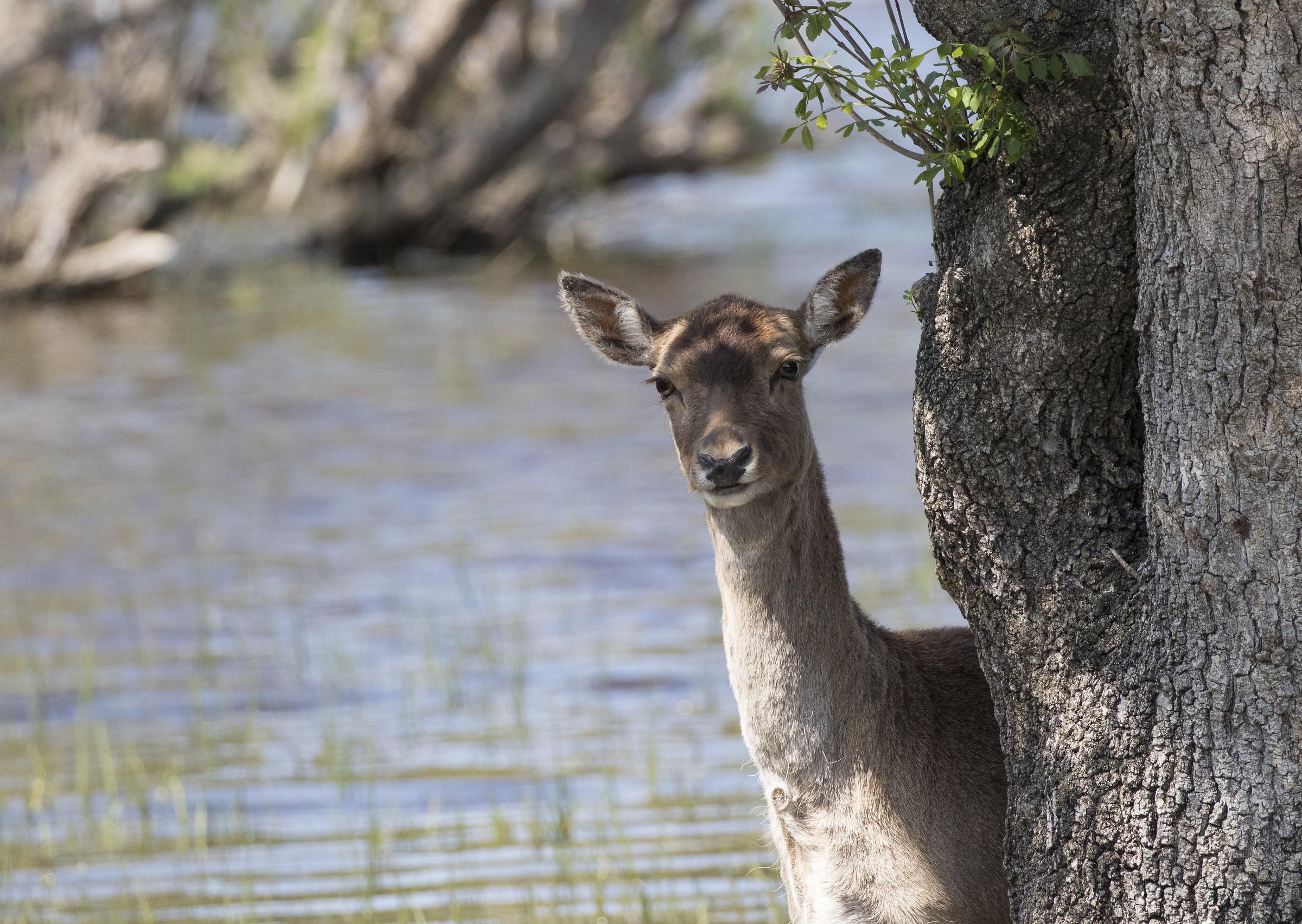 fallow deer