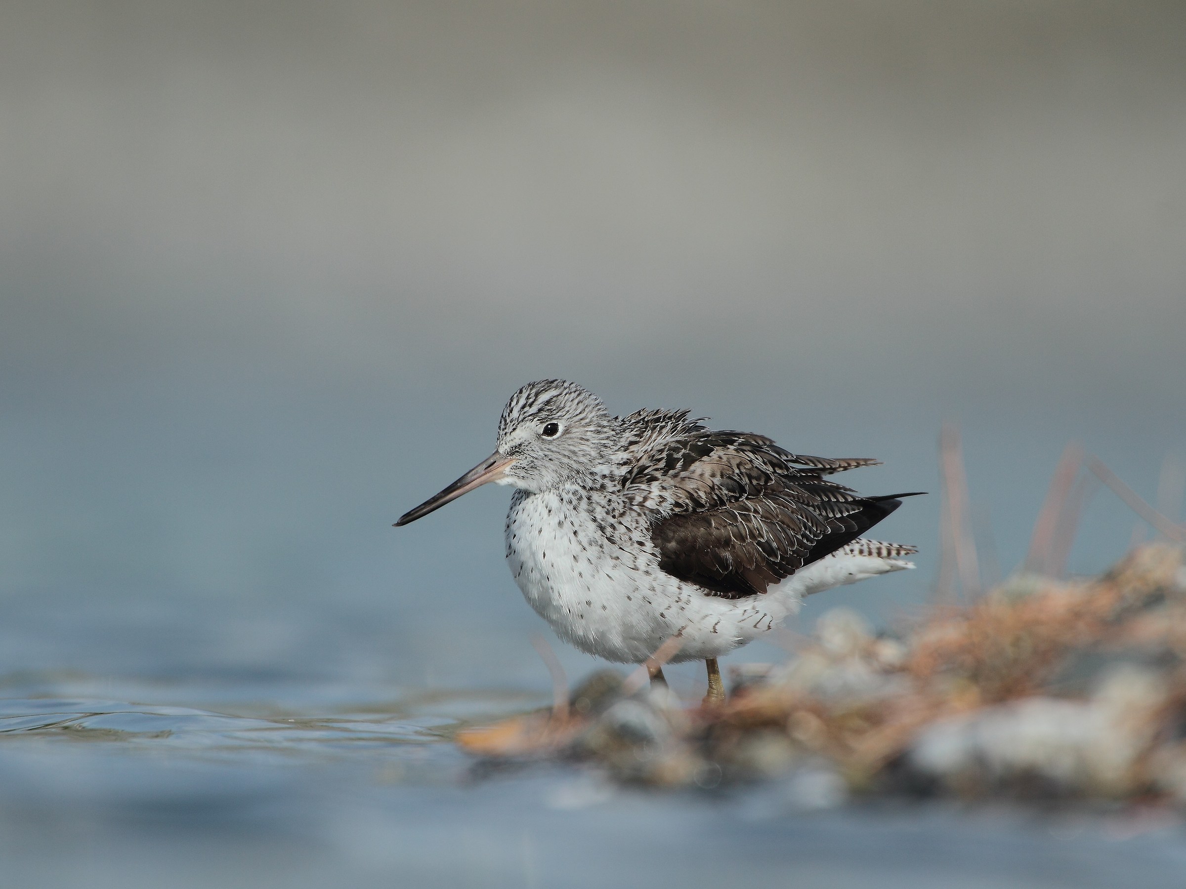 Wood Sandpiper