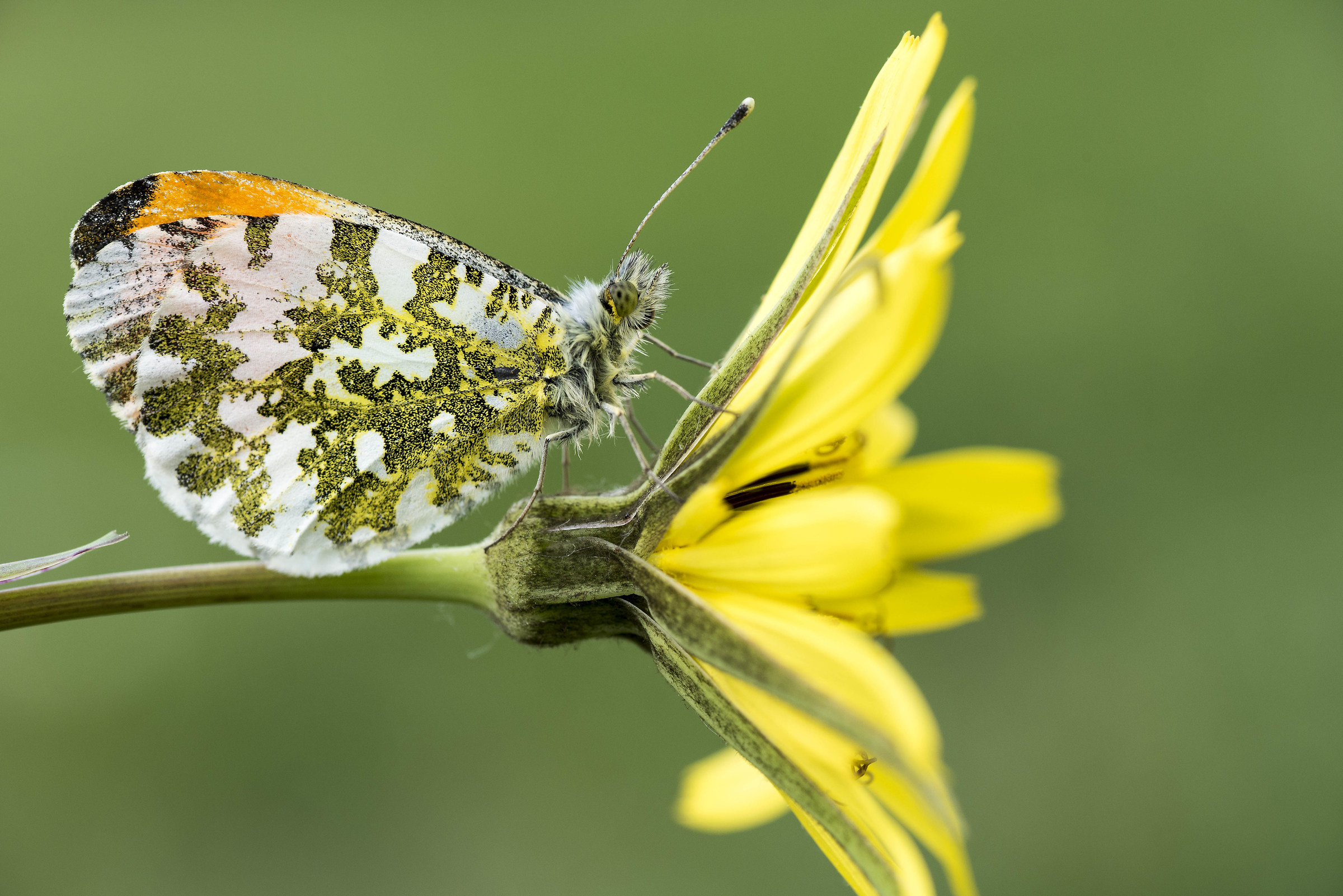 The first time ... Butterflies