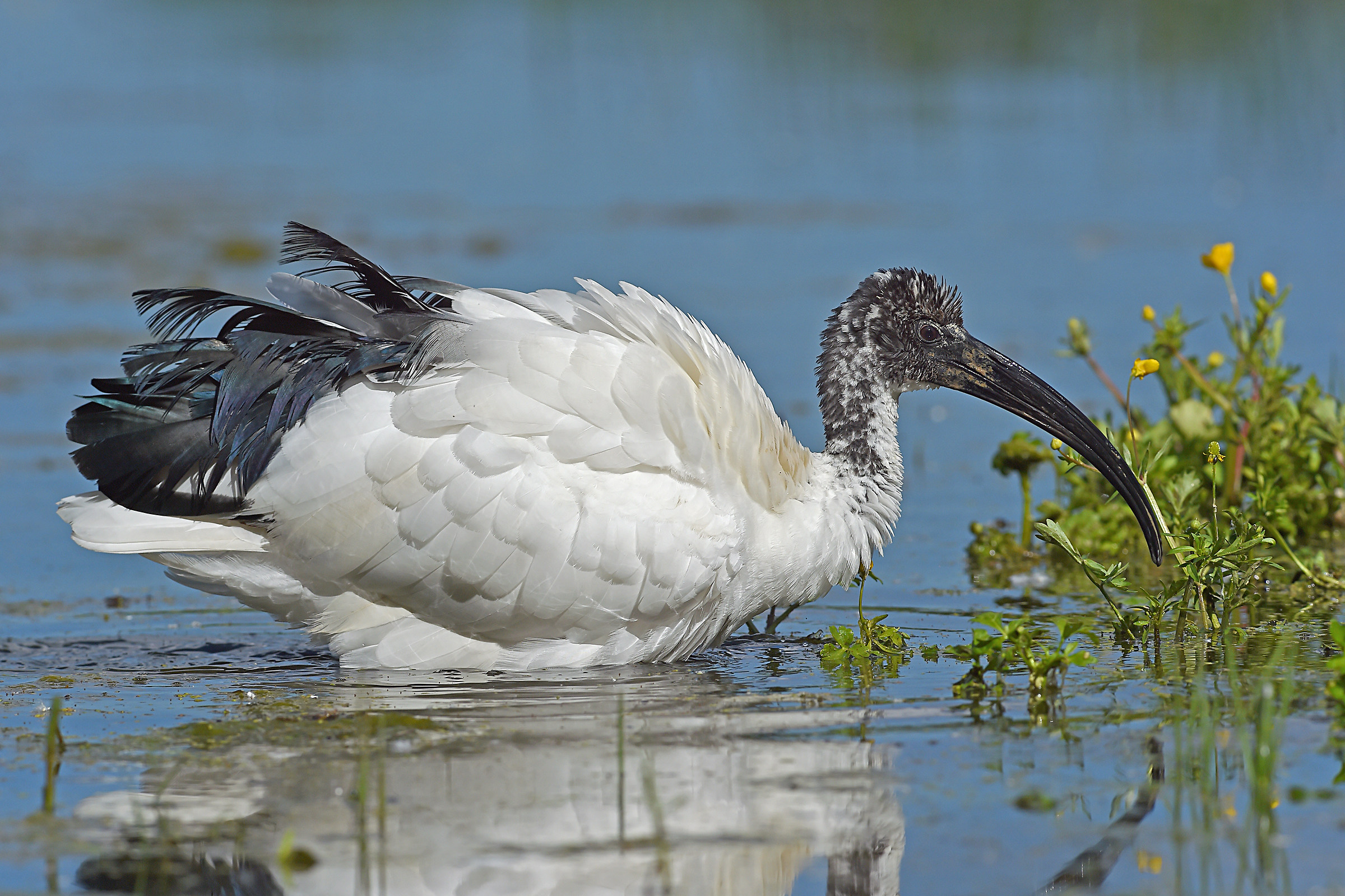 Do not expect the wind 2 (Sacred Ibis)