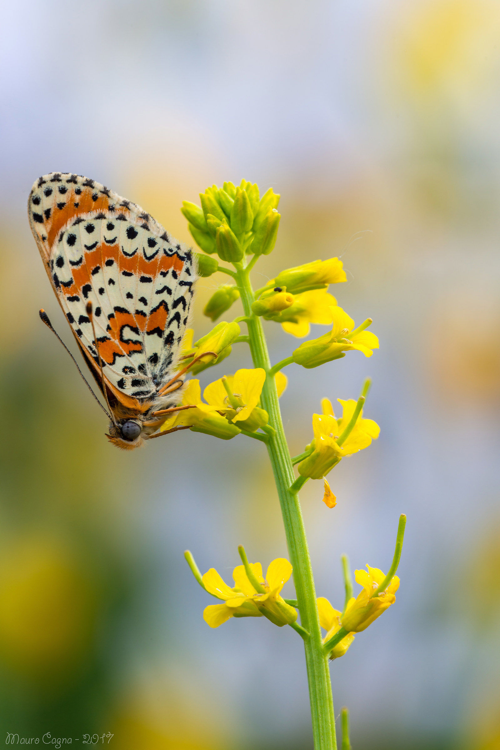 Melitaea posing