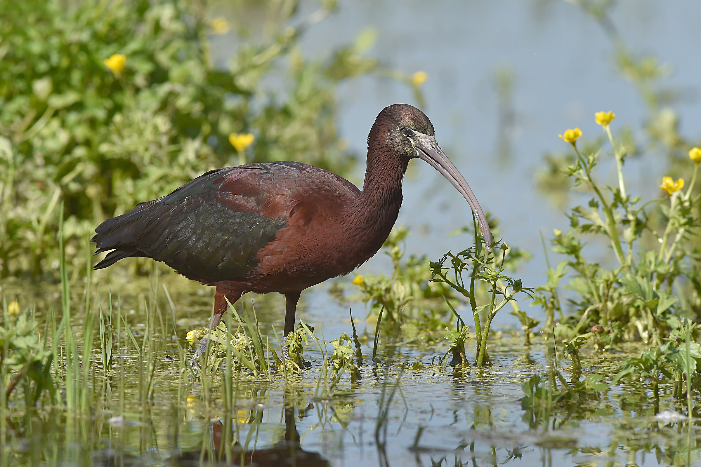 Feather Stories (Glossy Ibis)