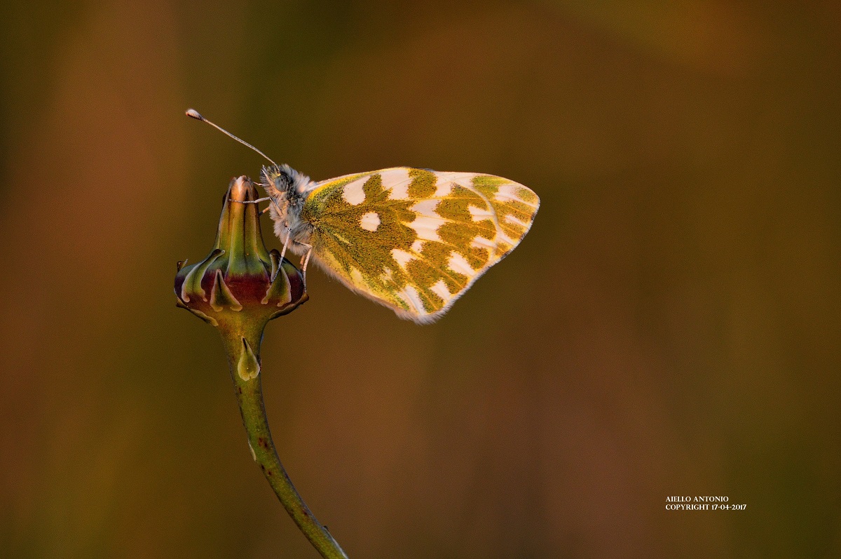 Pontia edusa (Fabricius, 1777) - Pieridae