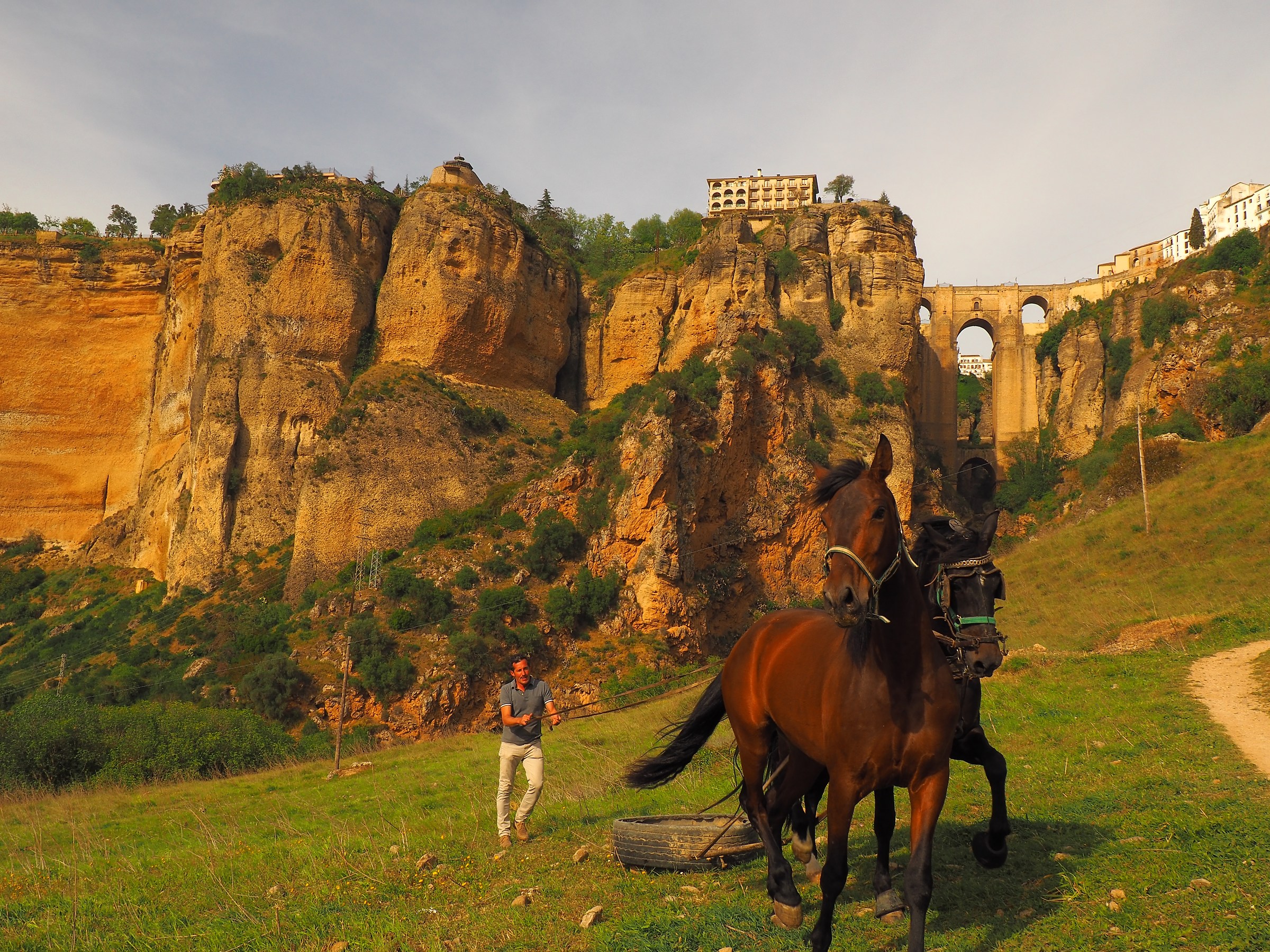 Horses in Ronda