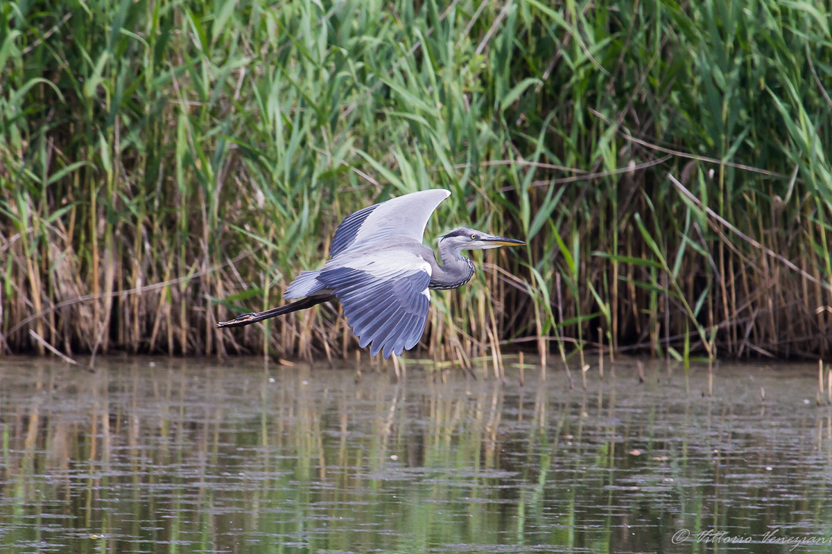 airone cenerino in volo