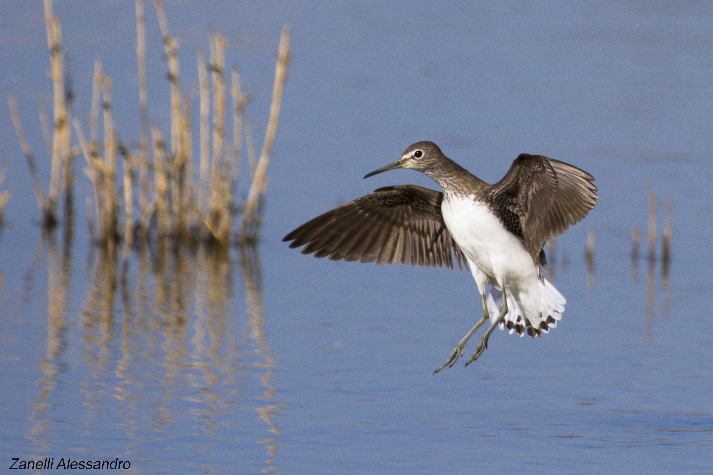 Piro piro in atterraggio