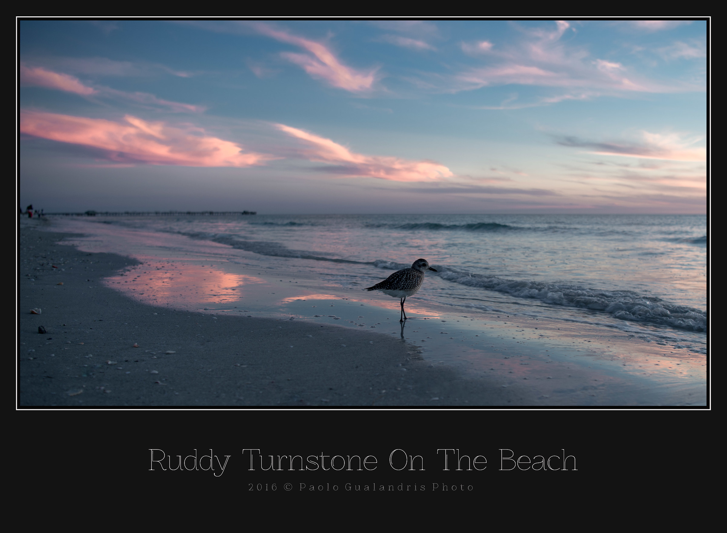 Ruddy Turnstone On The Beach