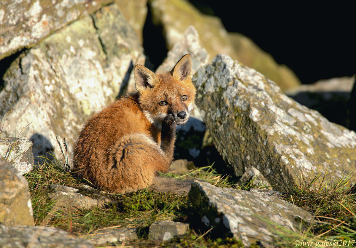 hello  did you ring me