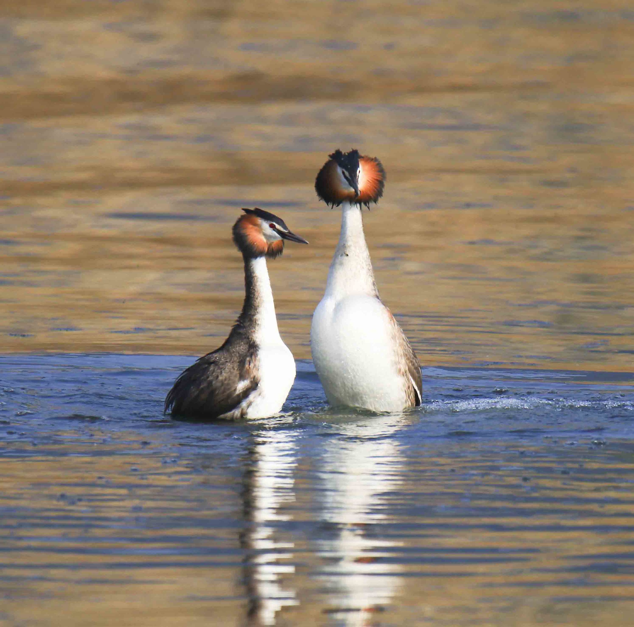 the dance of the "penguins"