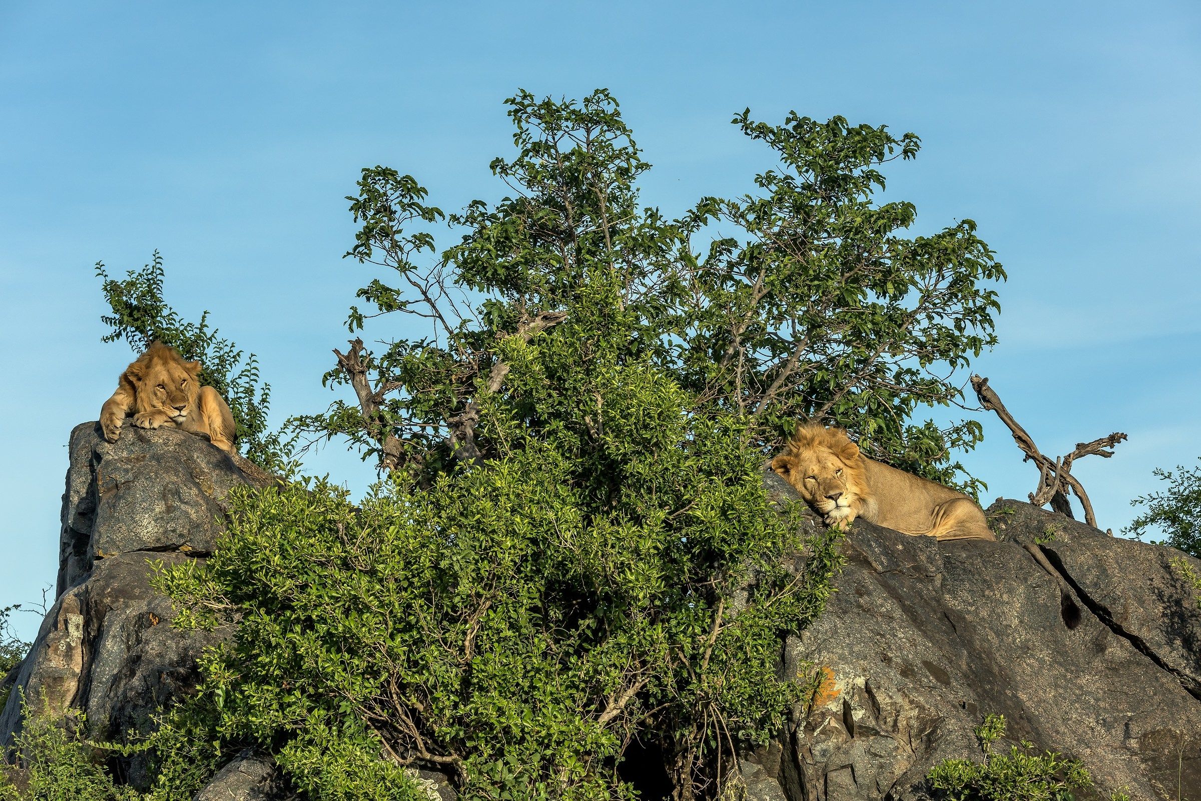 Tanzania 2017 - Sul Kopje
