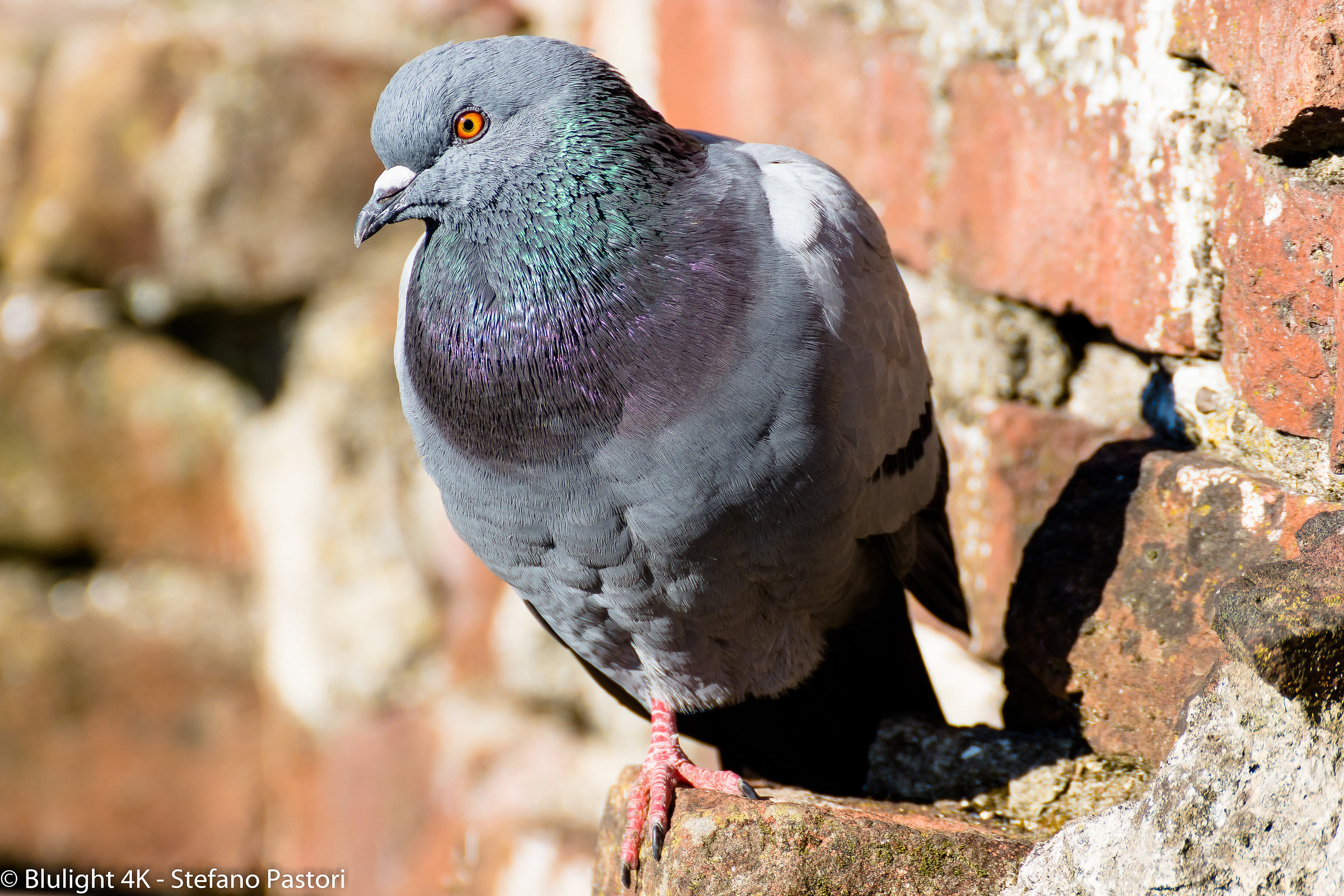 Piccione - 300mm - F8 - iso400 - 1/640