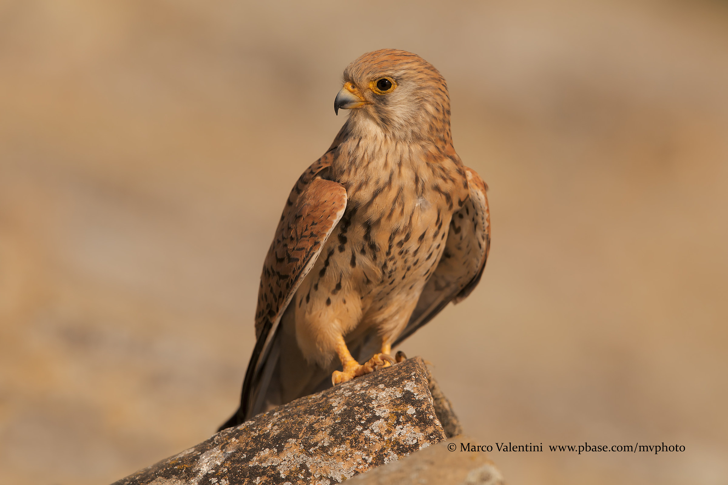 Portrait of Grillaia