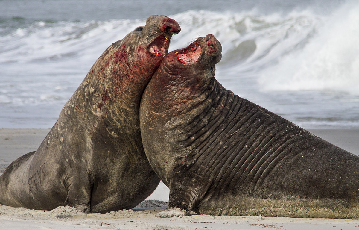 Fighting elephant seal