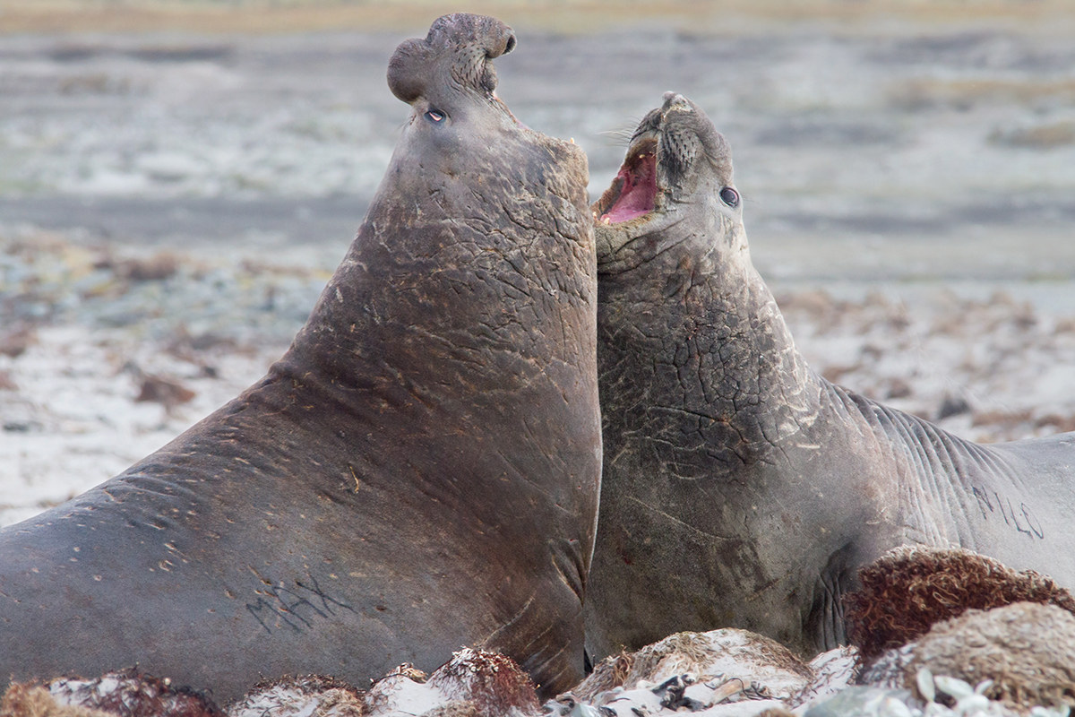 Fighting elephant seal