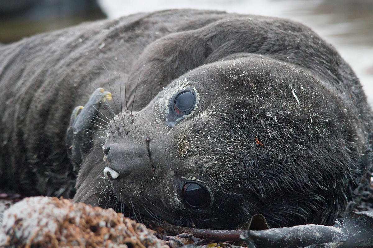 Baby elephant seal