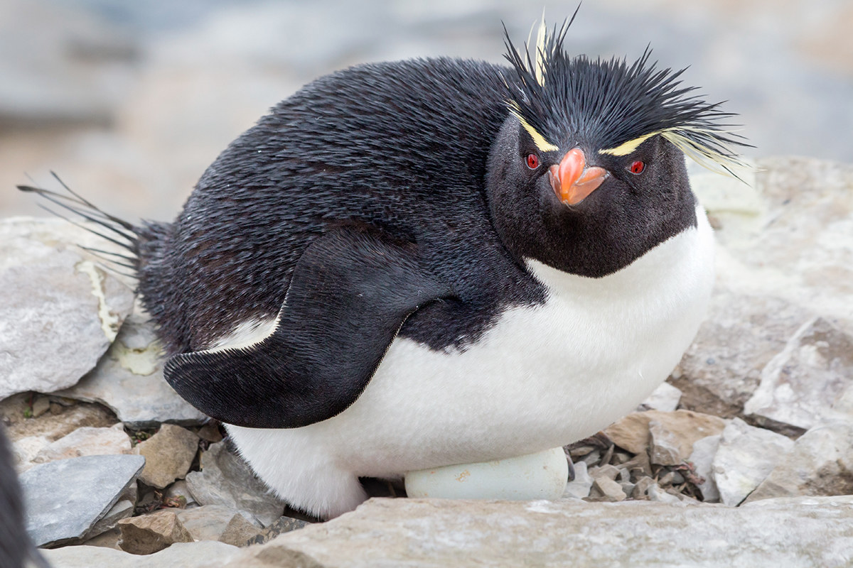 saltarocce Penguin