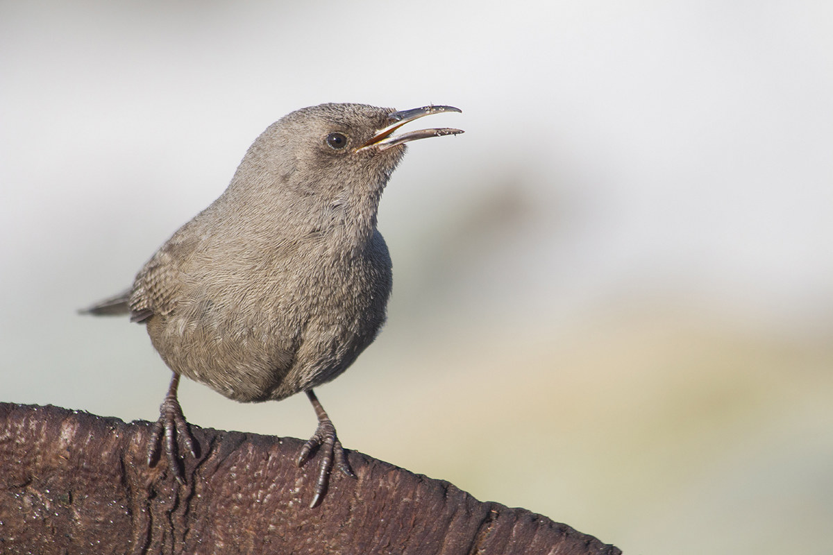 Scricciolo delle Falkland
