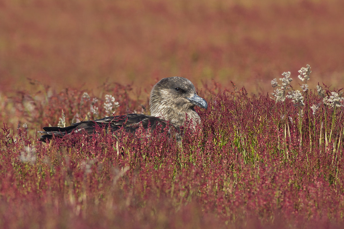 Red skua