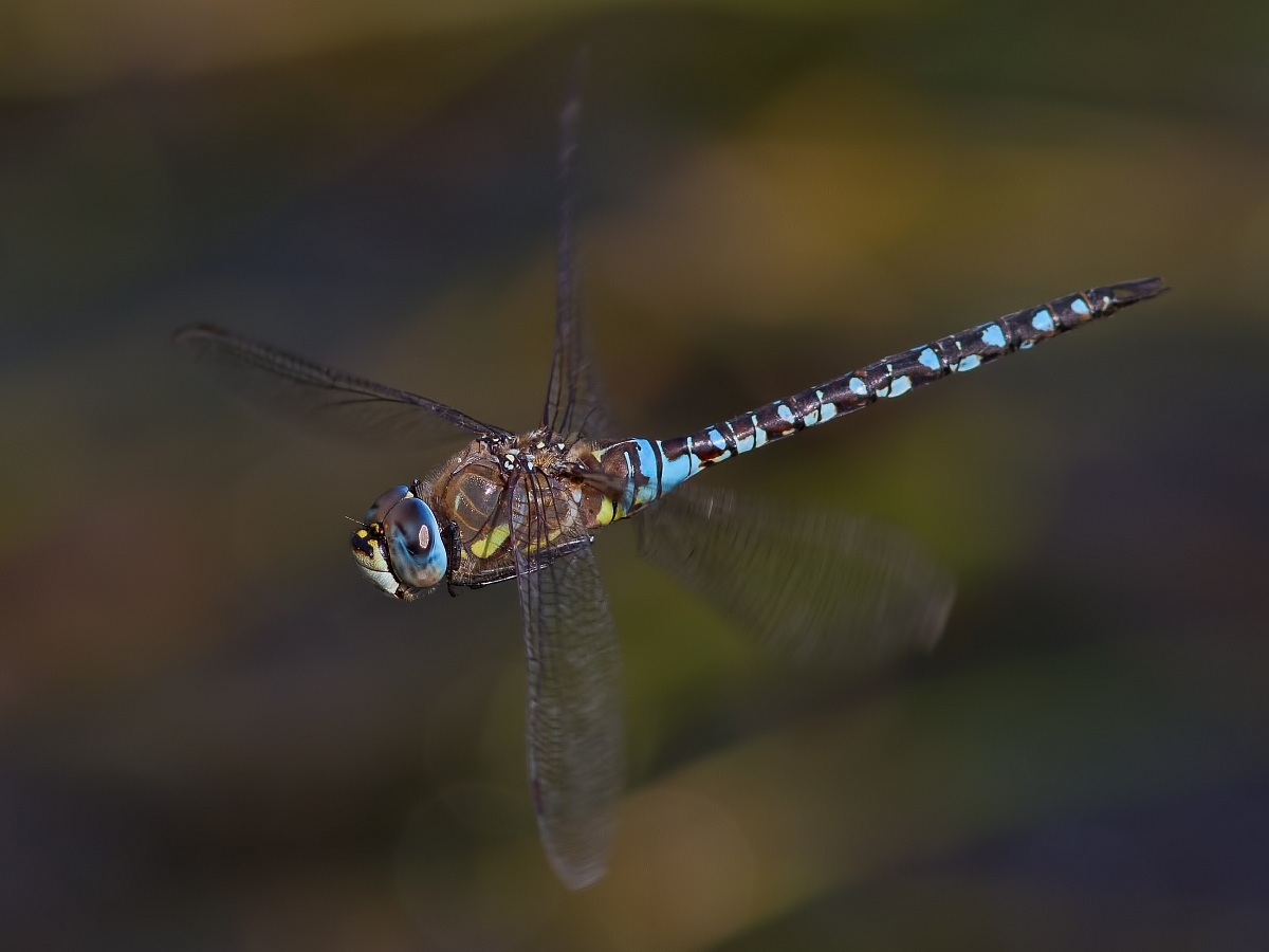 Migrant Hawker in volo