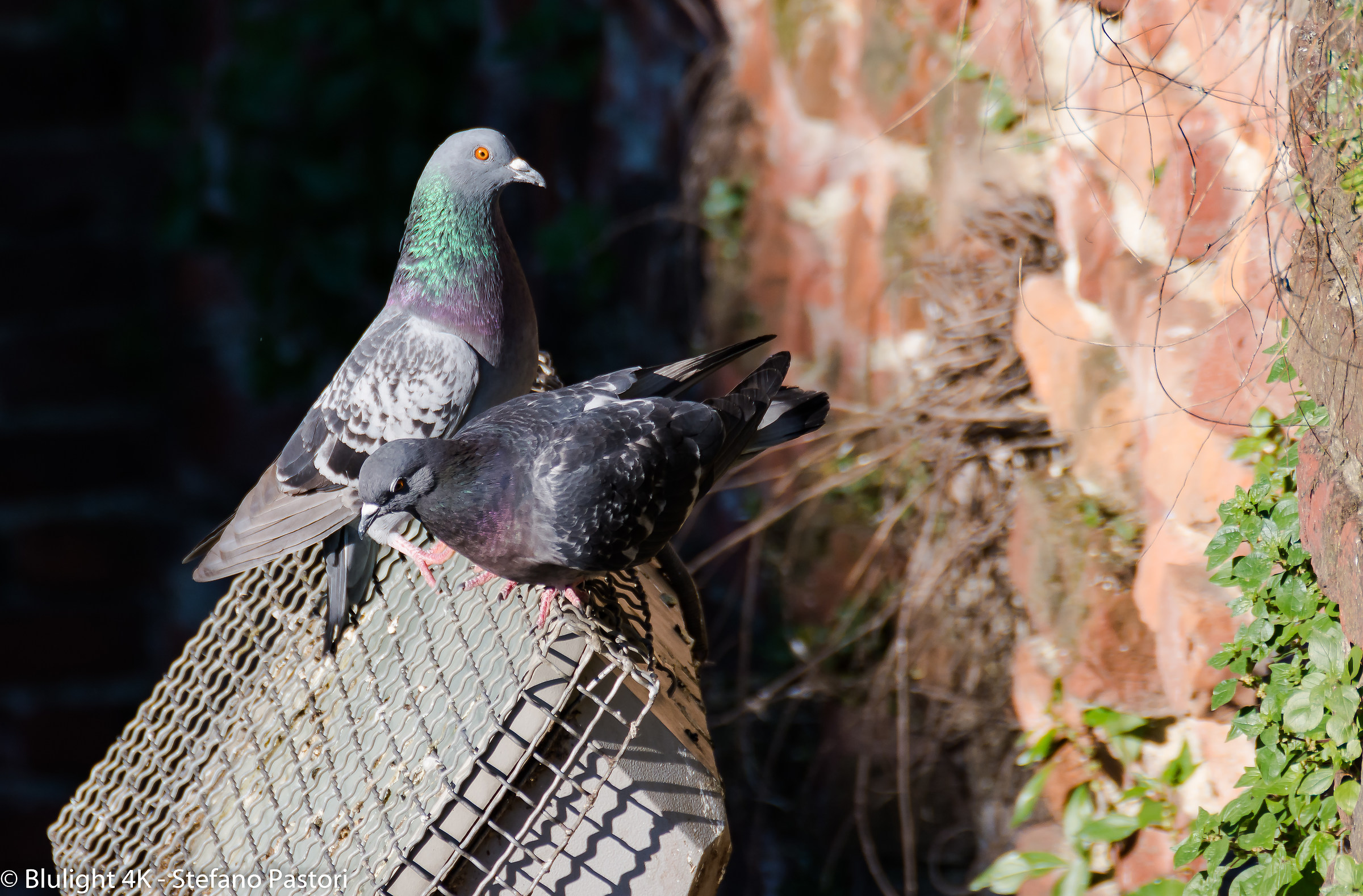 Piccione - Tamron SP 70-300 - 1/500 sec. f / 8 300mm