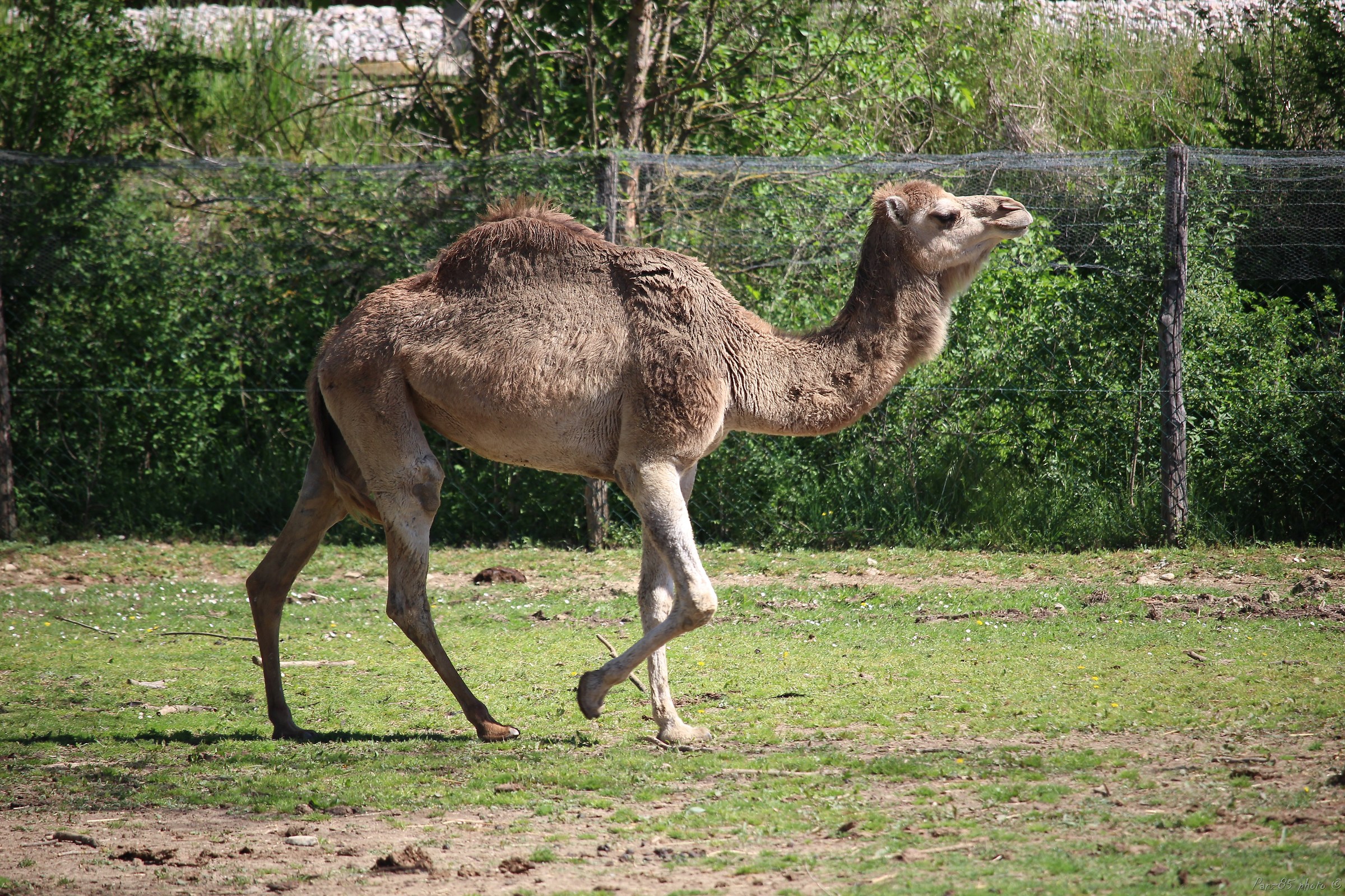 Dromedary