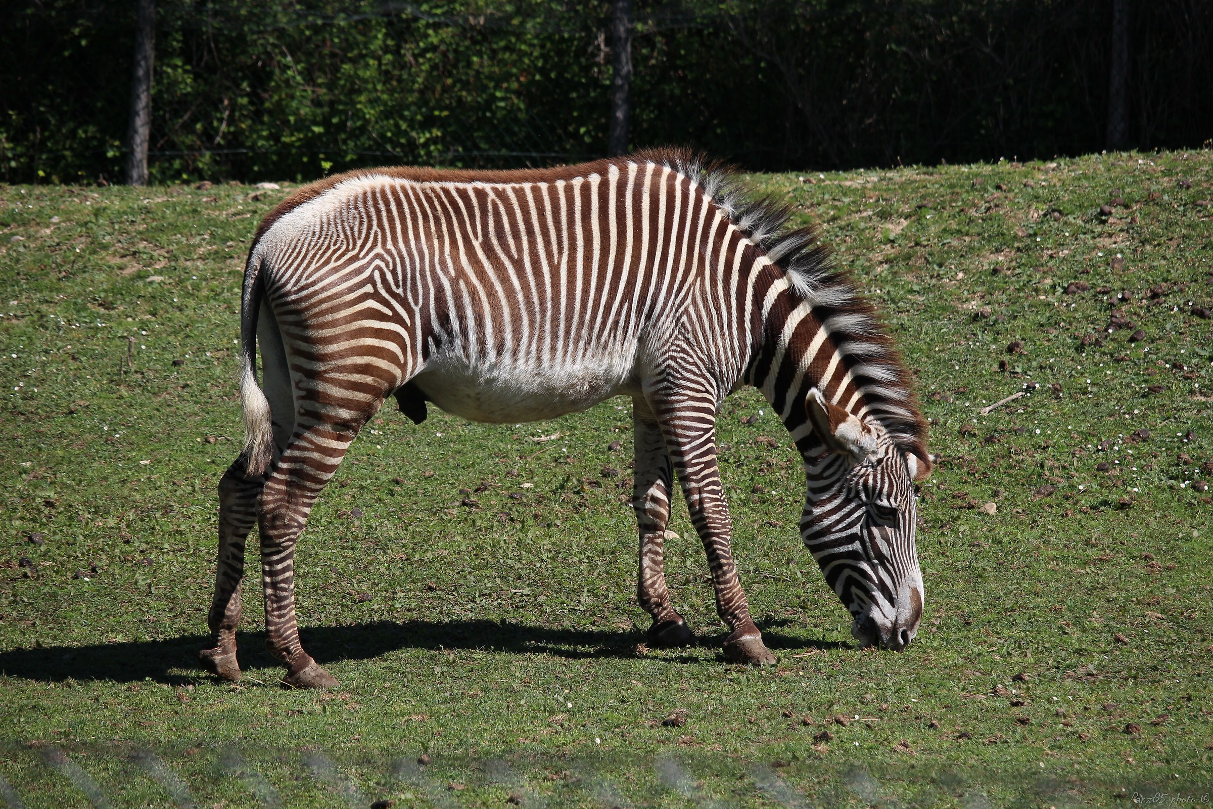 Zebra