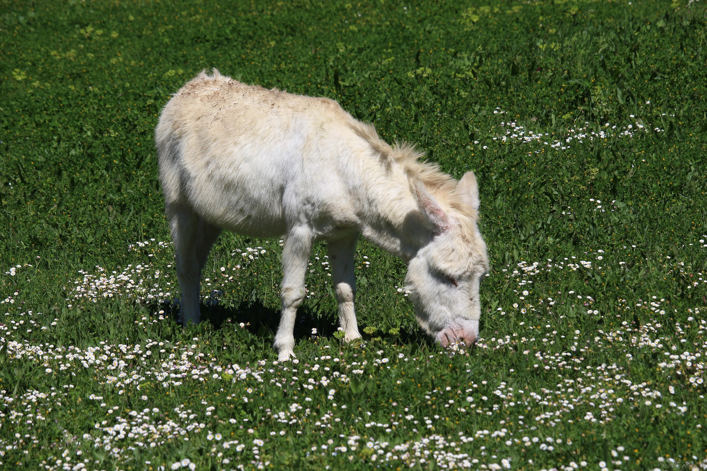Asinara Donkey
