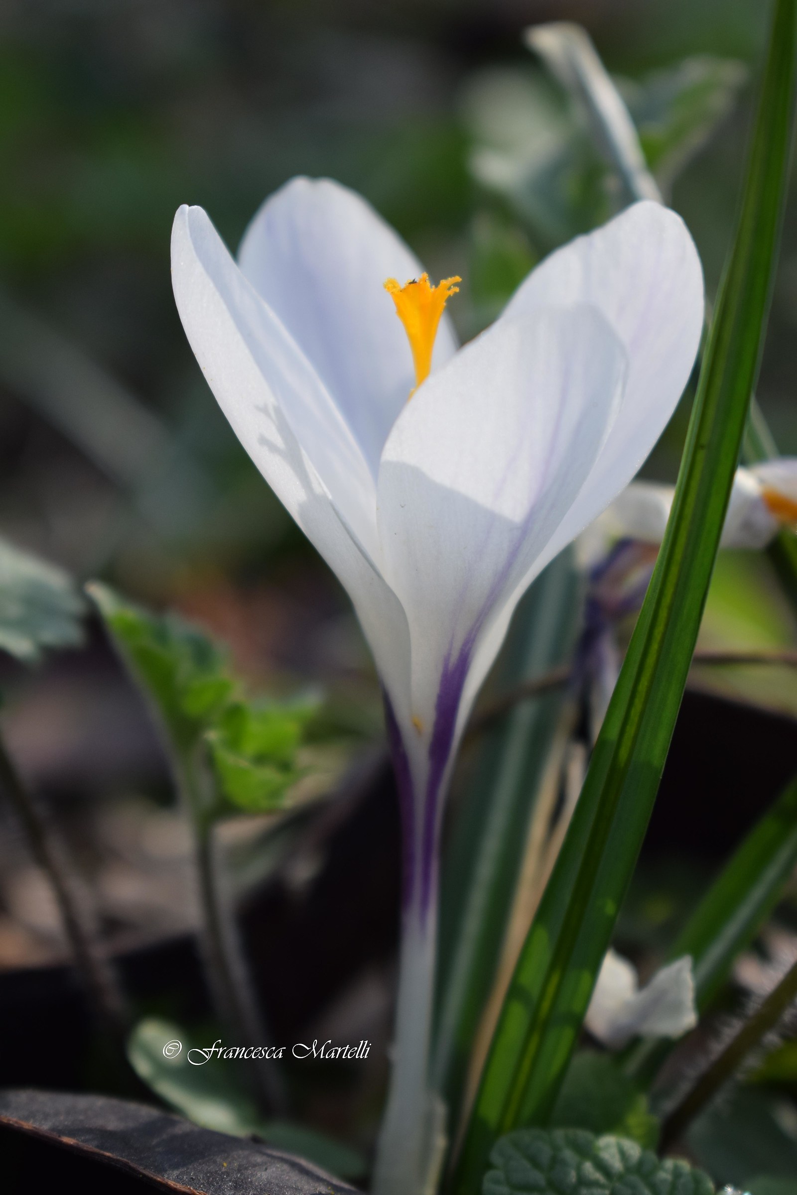 Crocus vernus