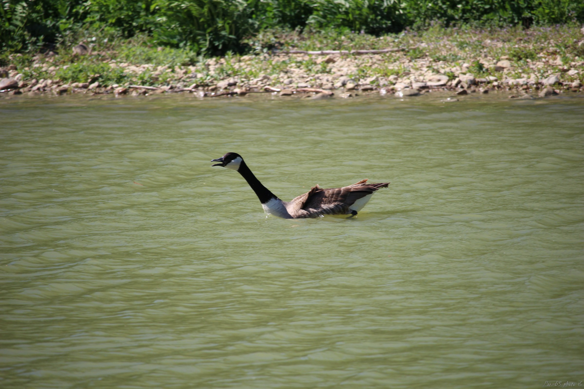 Canada Goose