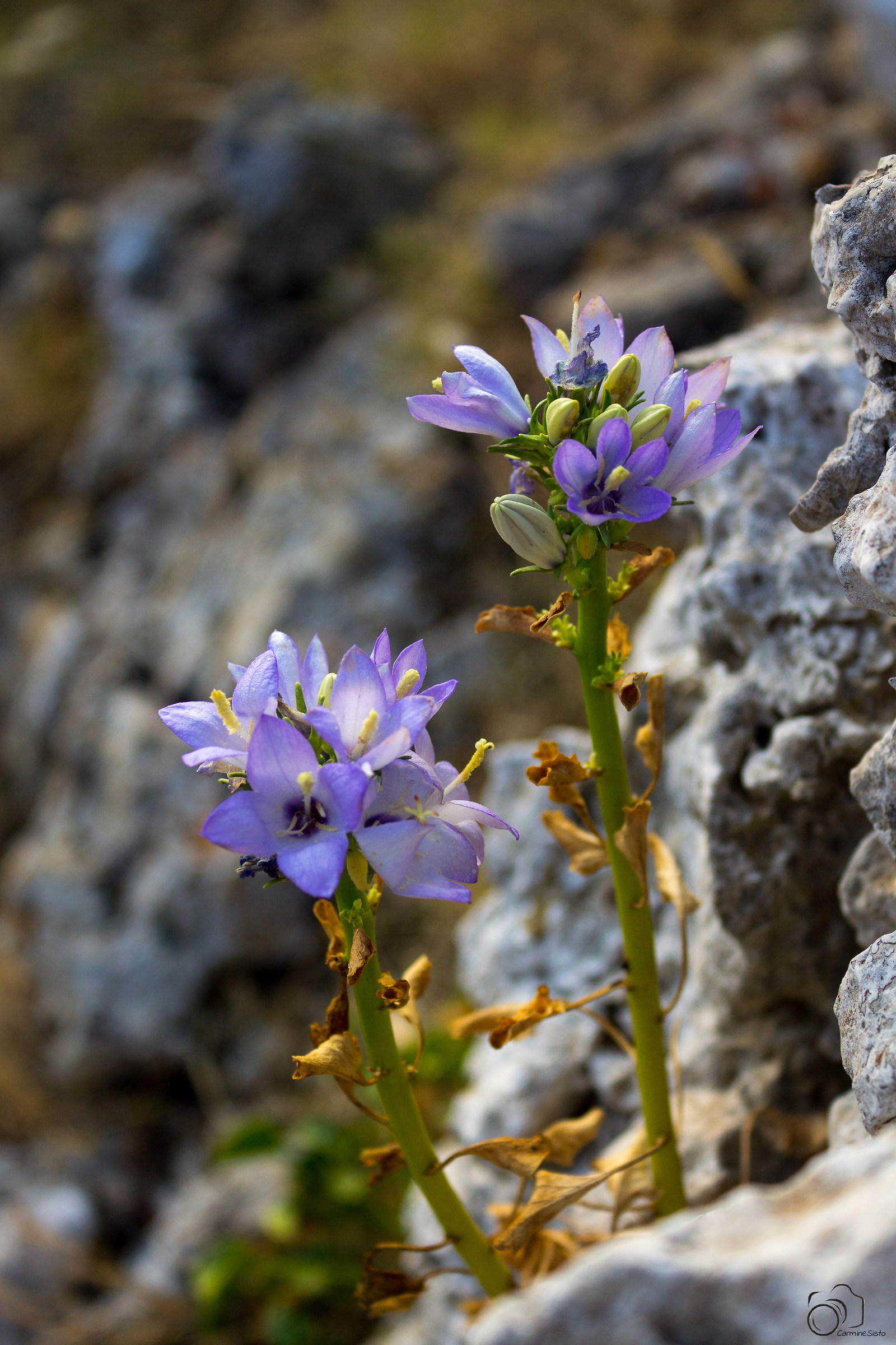 Fiori tra le rocce