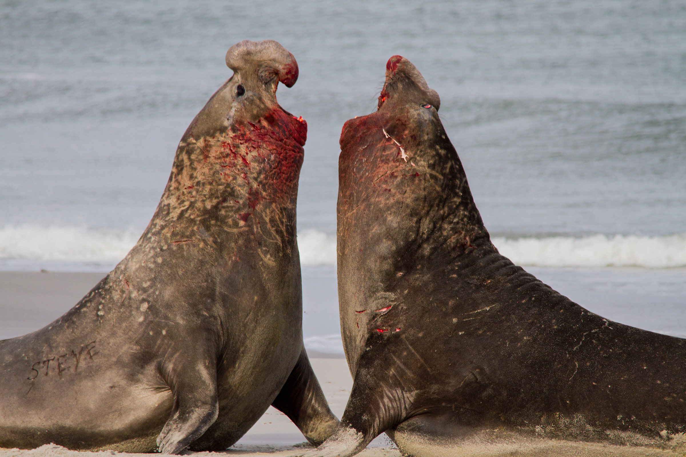 Fighting Elephant Seal