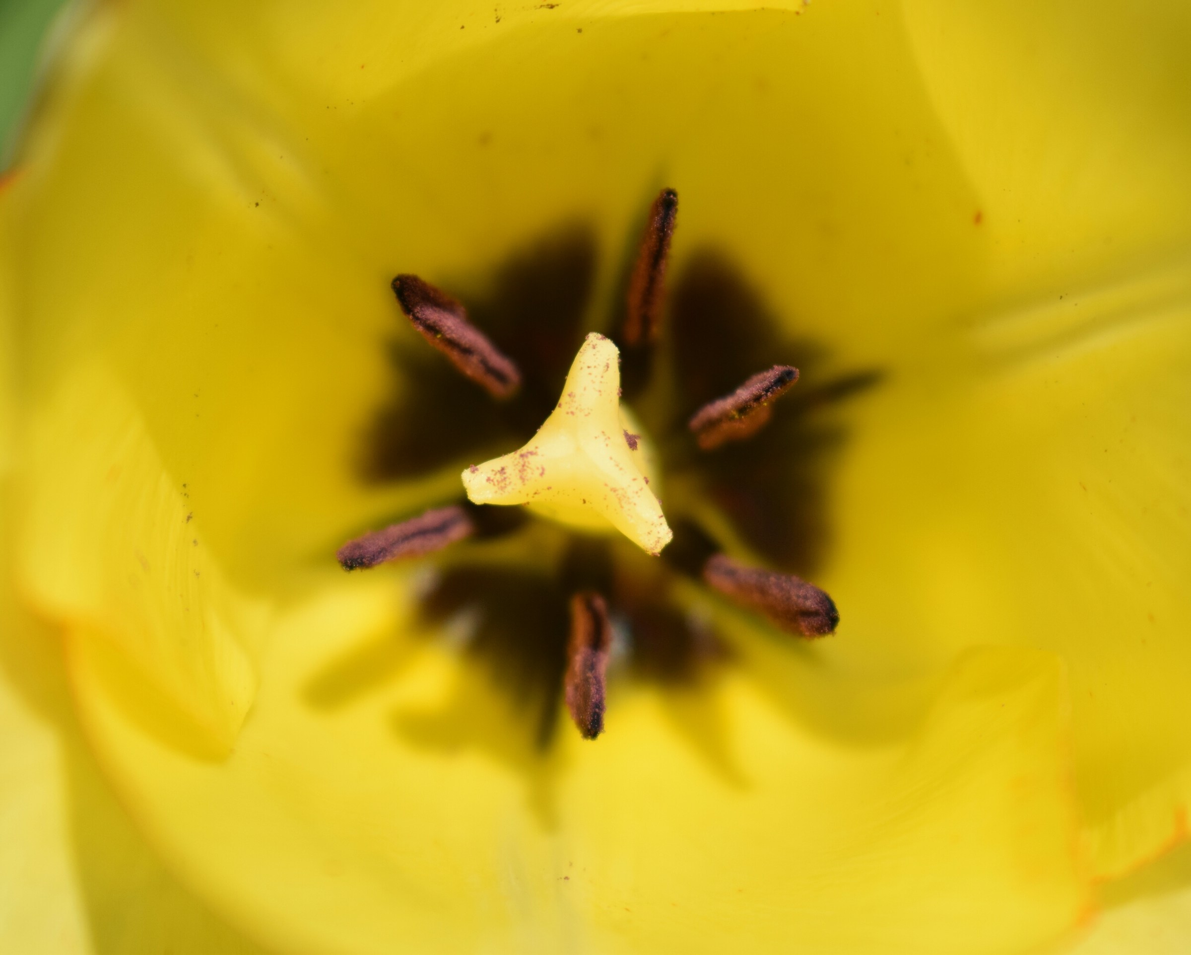 Yellow tulip