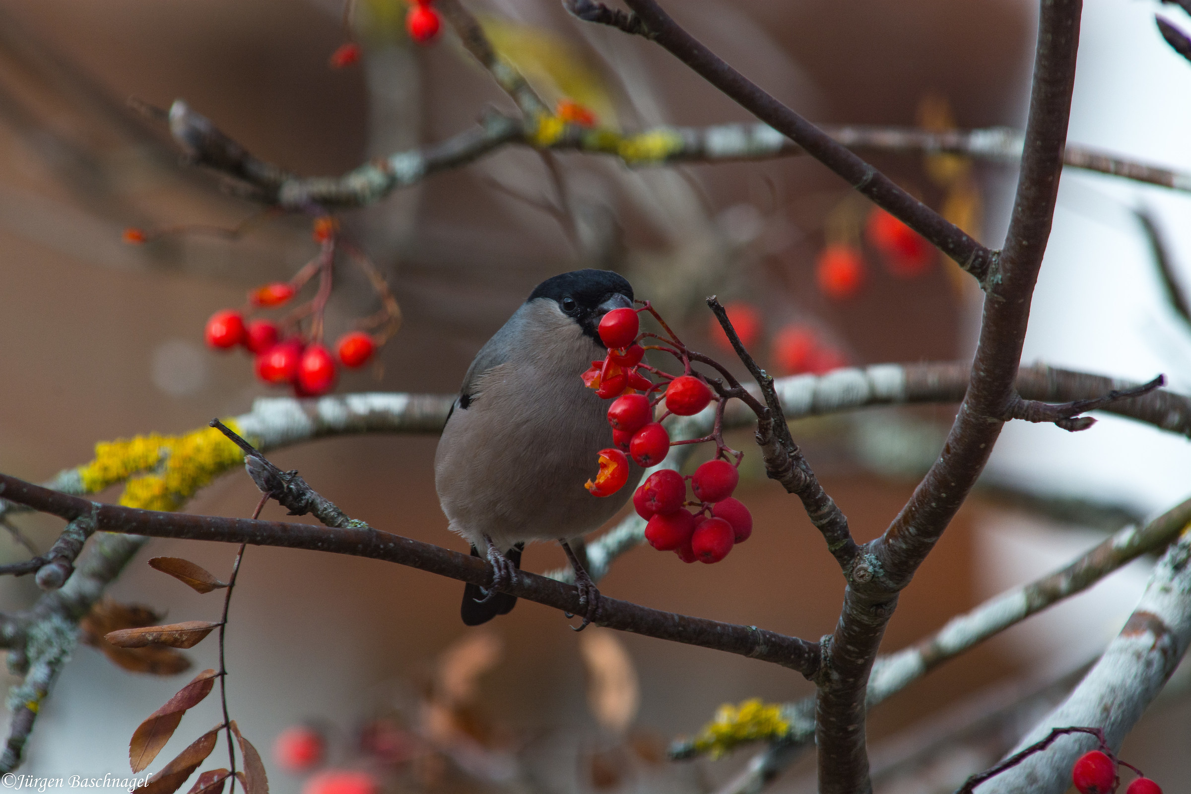 Gimpel,  Pyrrhula pyrrhula &female;