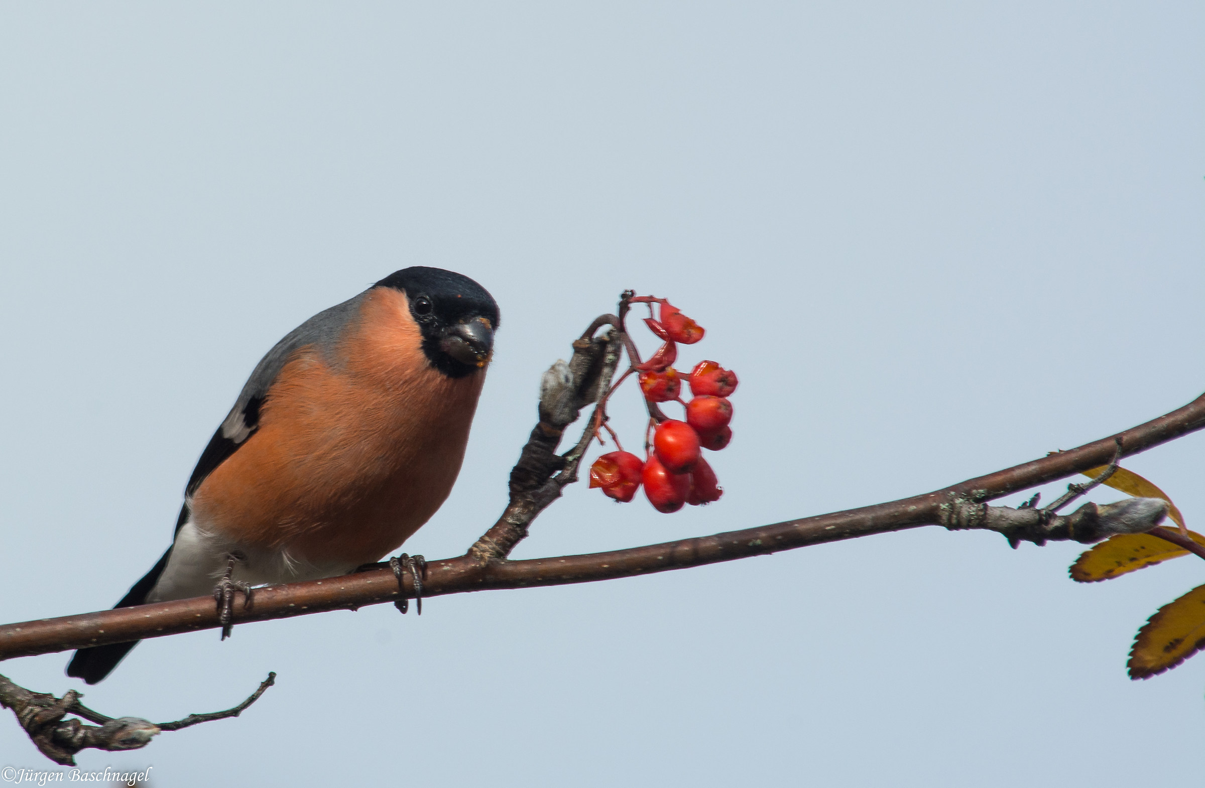 Gimpel,  Pyrrhula pyrrhula &male;