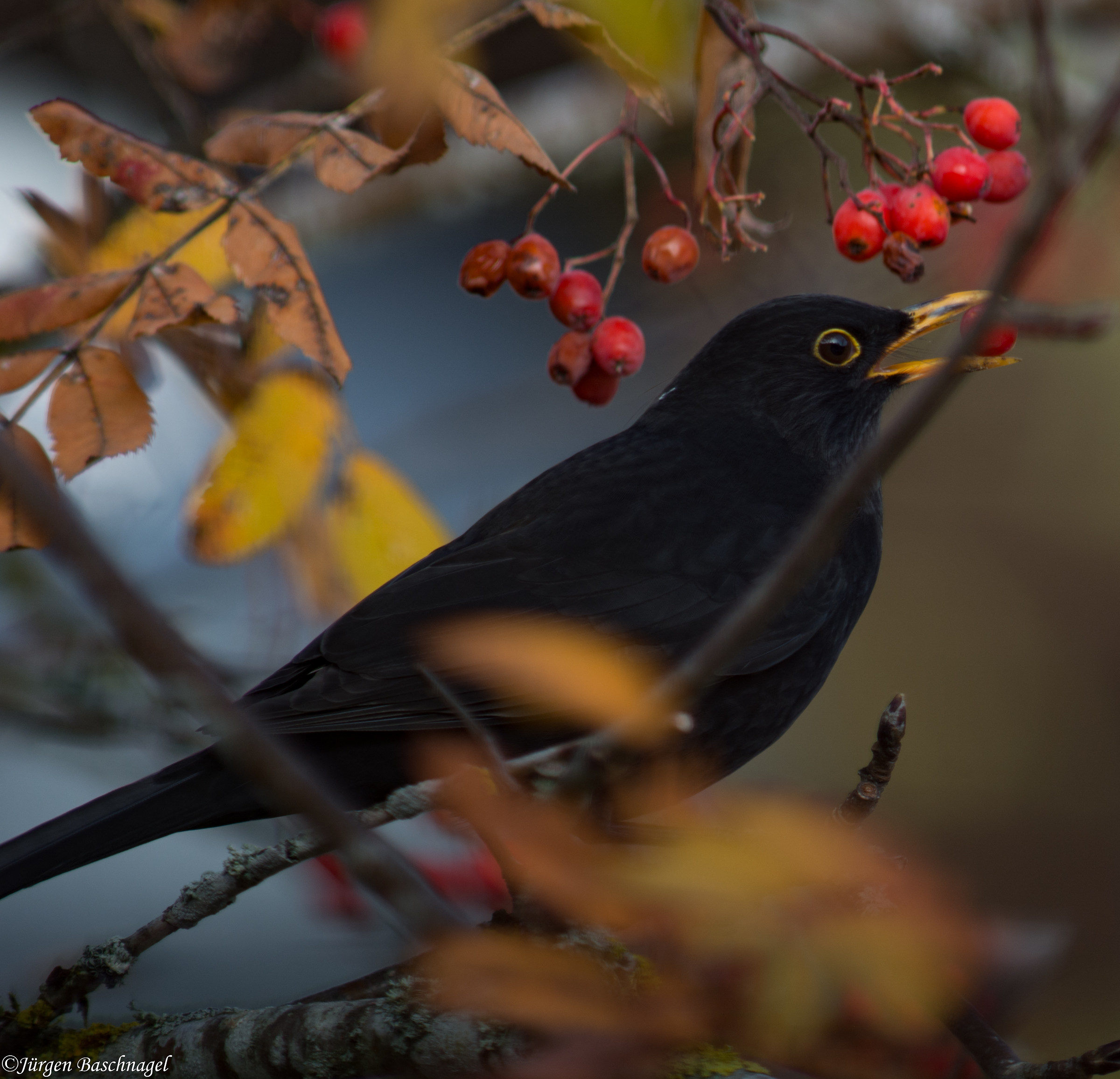 Amsel &male; (Turdus merula)