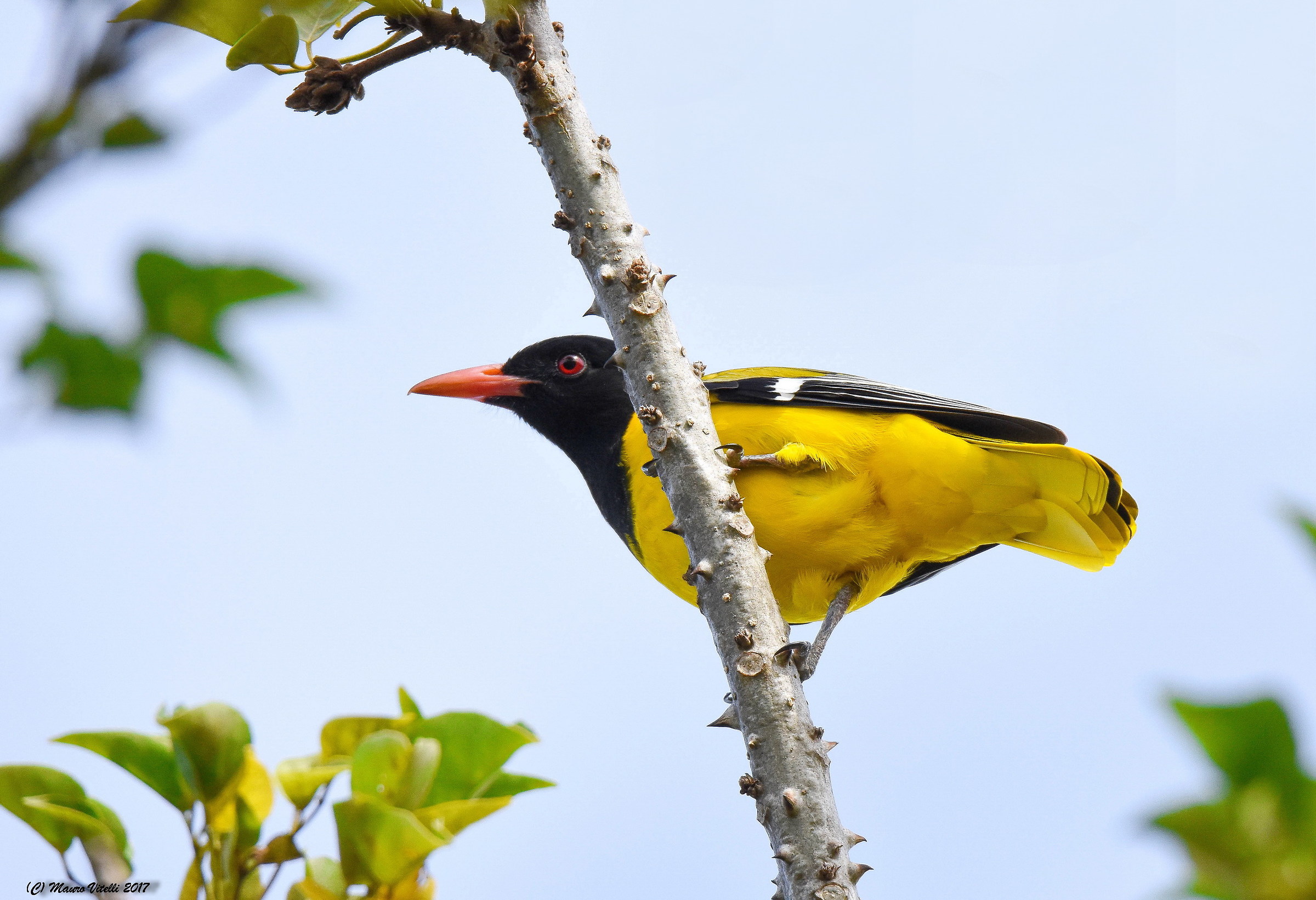 Blak-Headed Oriole (Oriolus larvatus)