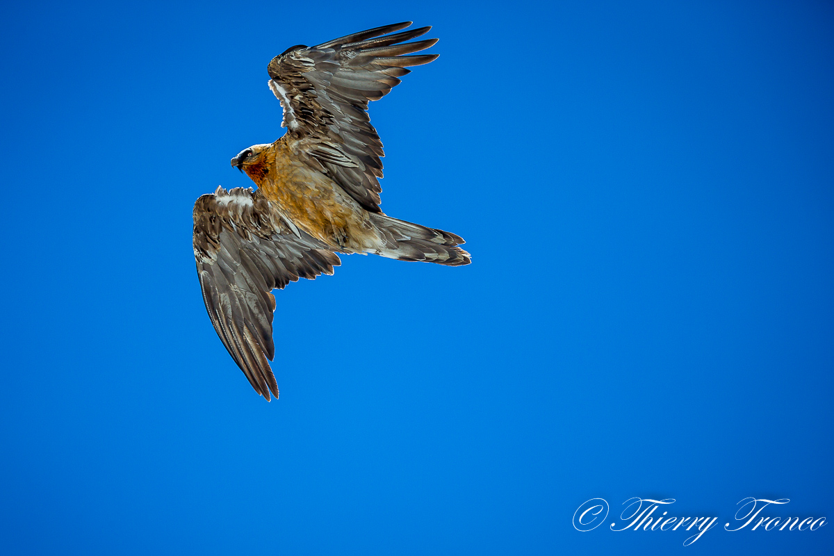 gipeto adulto imperfetto