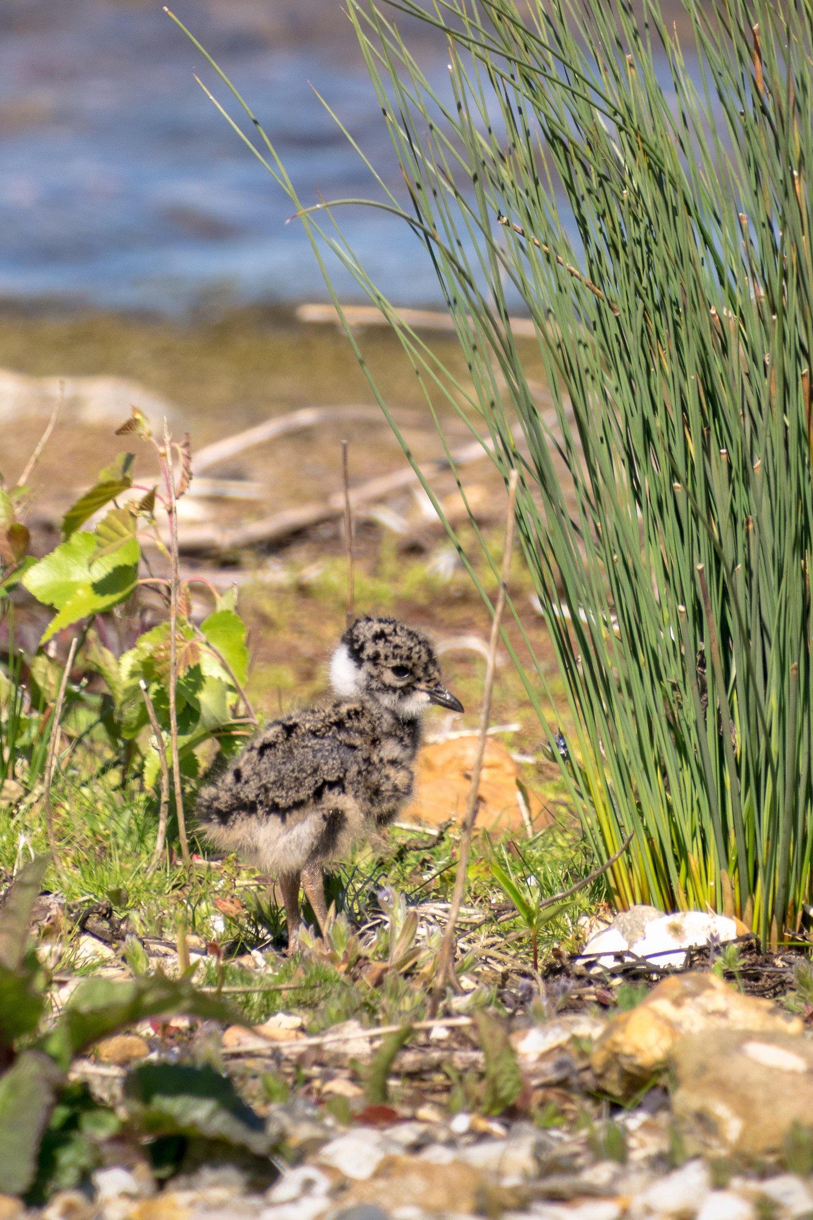 Baby Lapwing