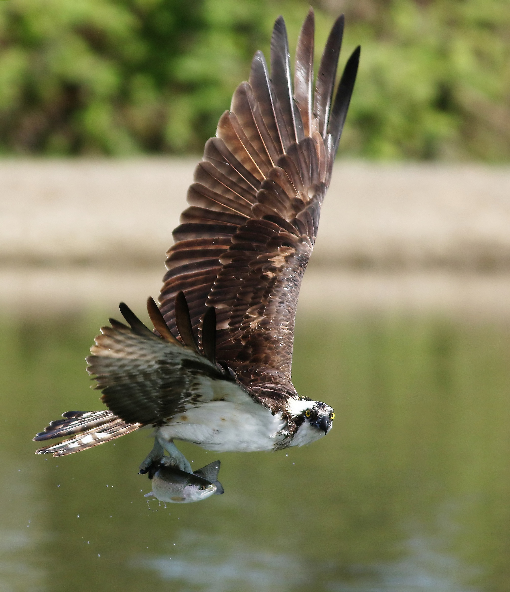 Una visione più ampia
