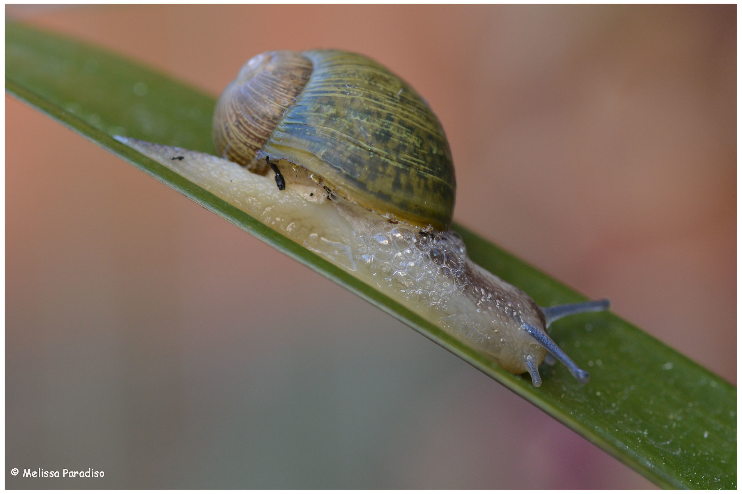 snail